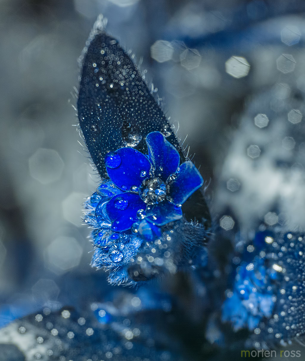Skogforglemmegei (Myosotis sylvatica) UV
