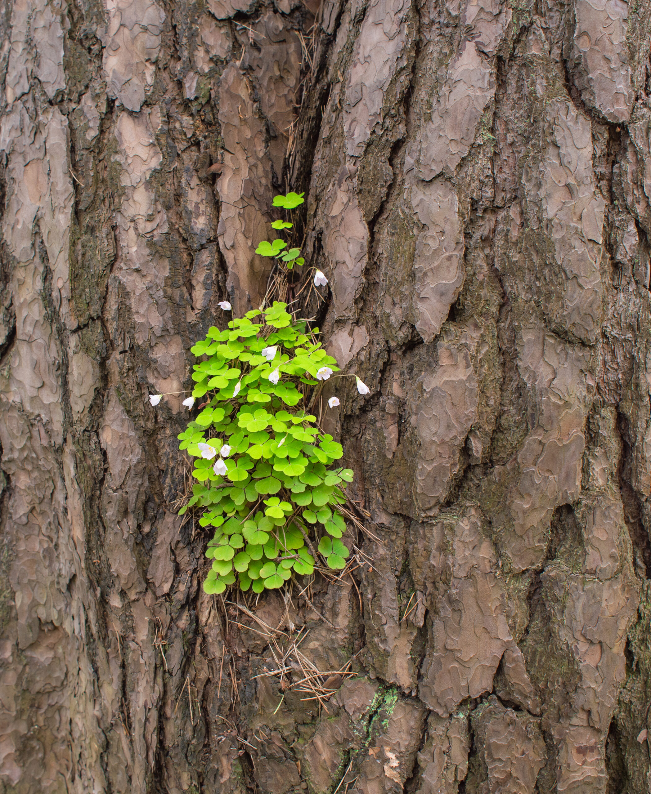 Gjøkesyre (Oxalis acetosella)