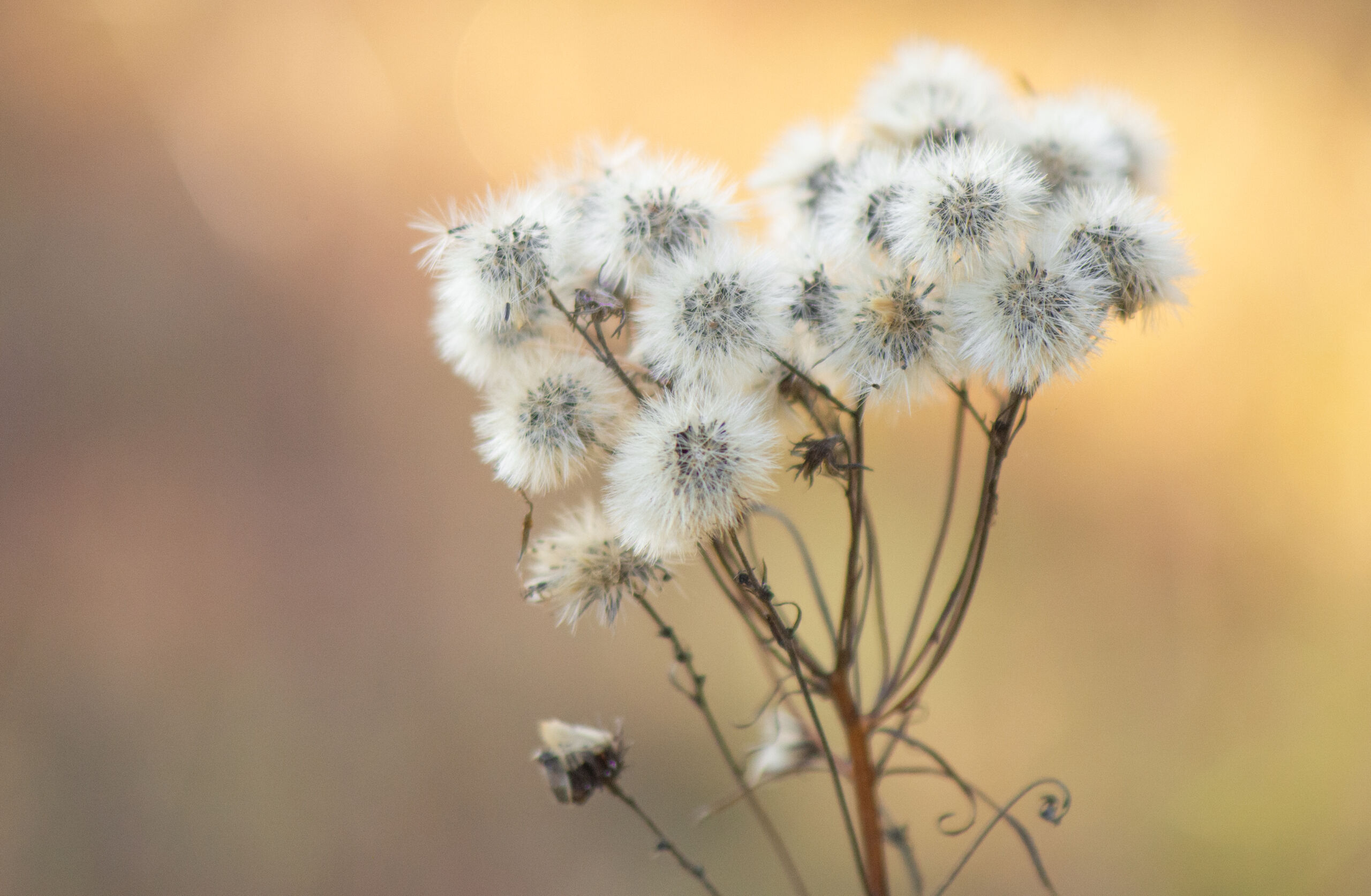 Skjermsveve (Hieracium umbellatum)
