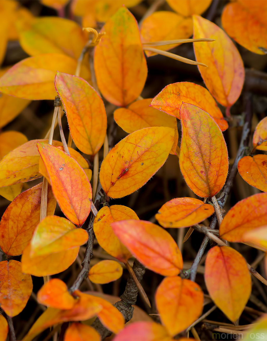 Krypmispel (Cotoneaster horizontalis)