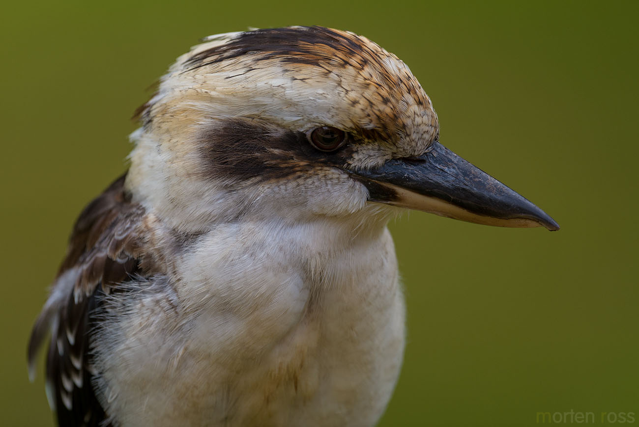 Laughing kookaburra (Dacelo novaeguineae)