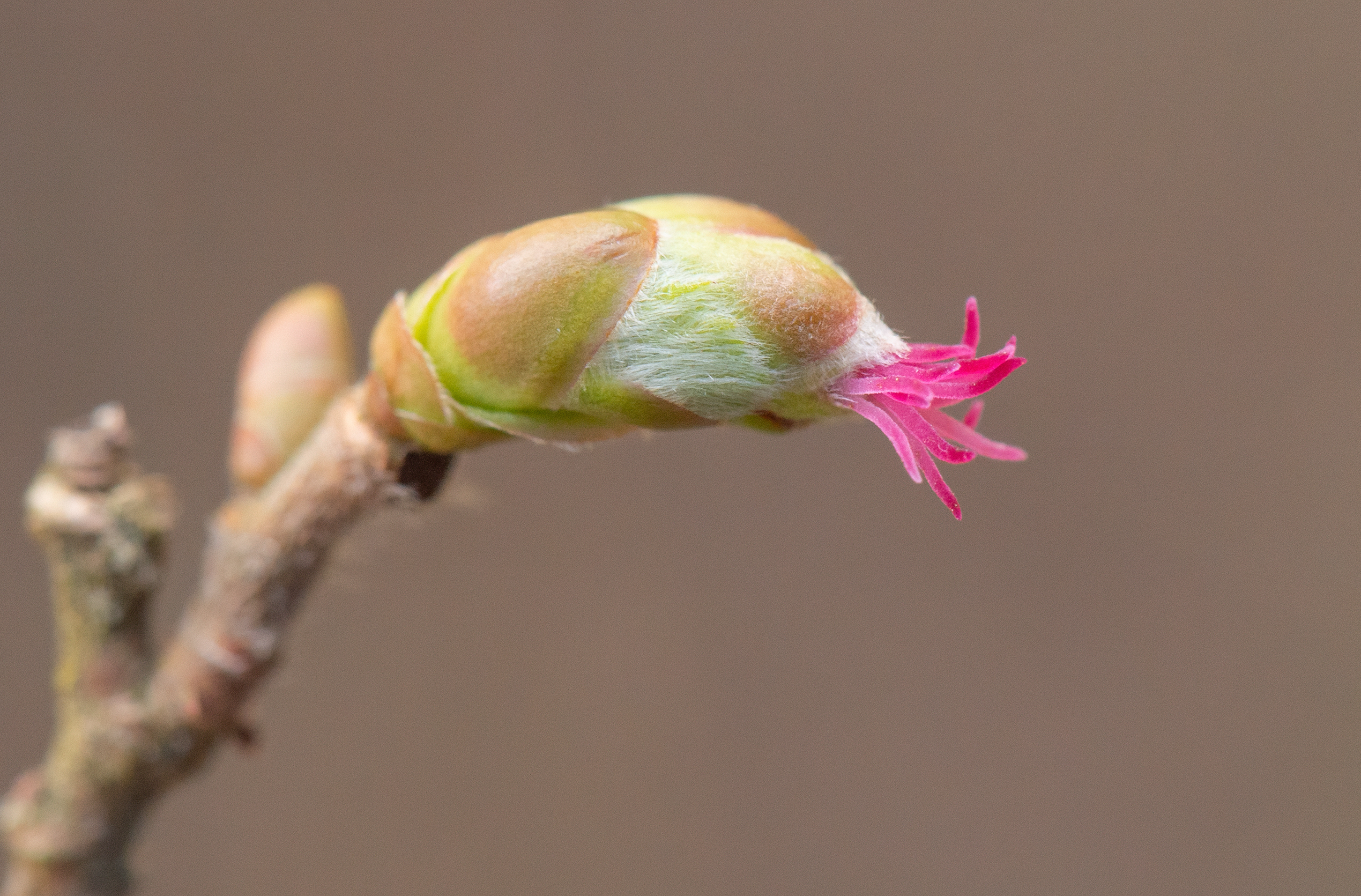 Hassel (Corylus avellana)