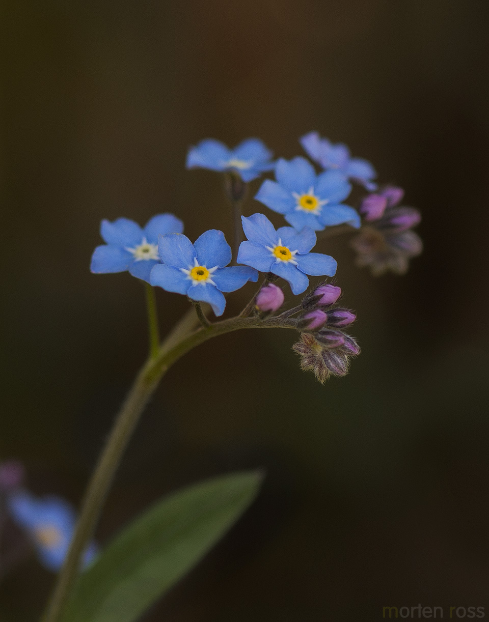 Skogforglemmegei (Myosotis sylvatica)