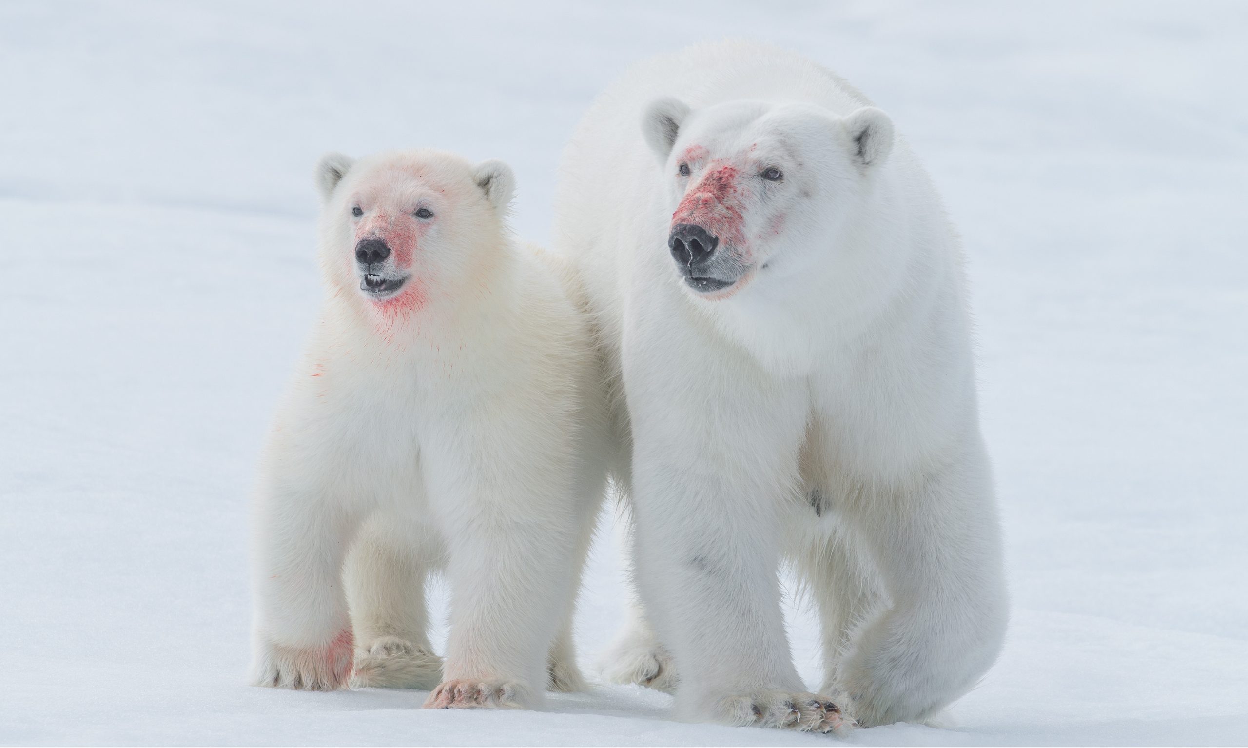Polar bear (Ursus maritimus)