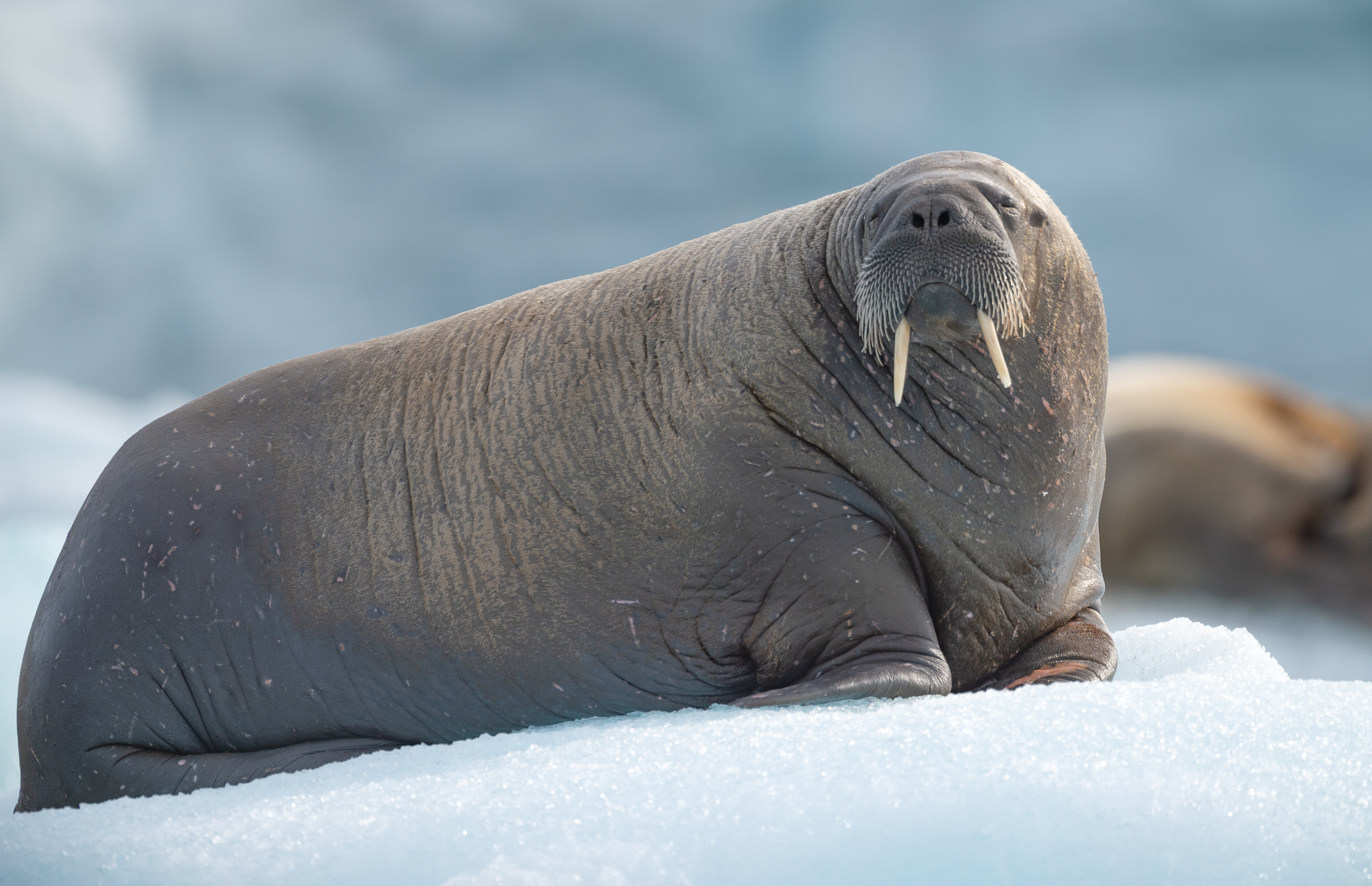 Walrus (Odobenus rosmarus)