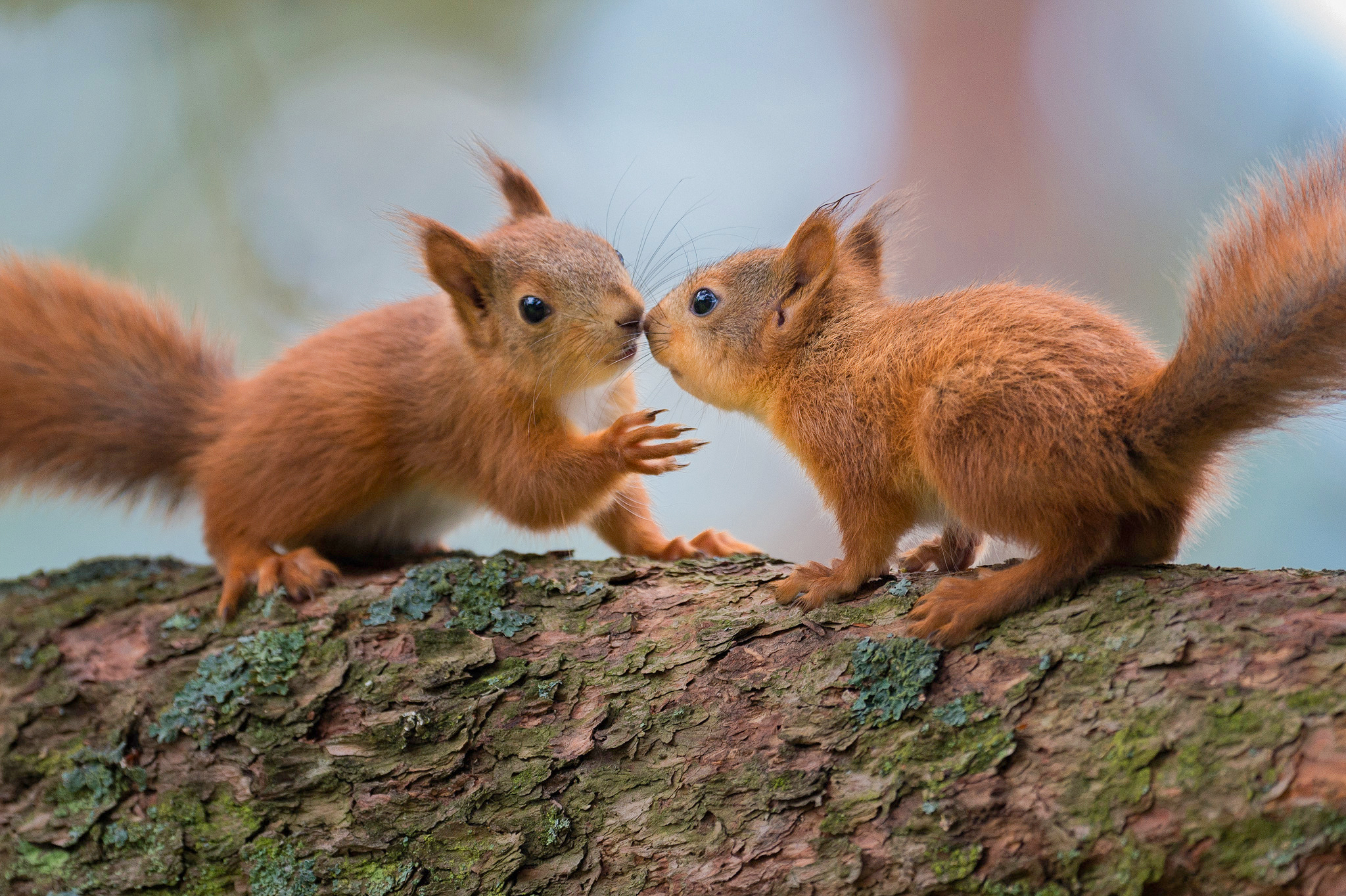 Ekorn | Red squirrel (Sciurus vulgaris)
