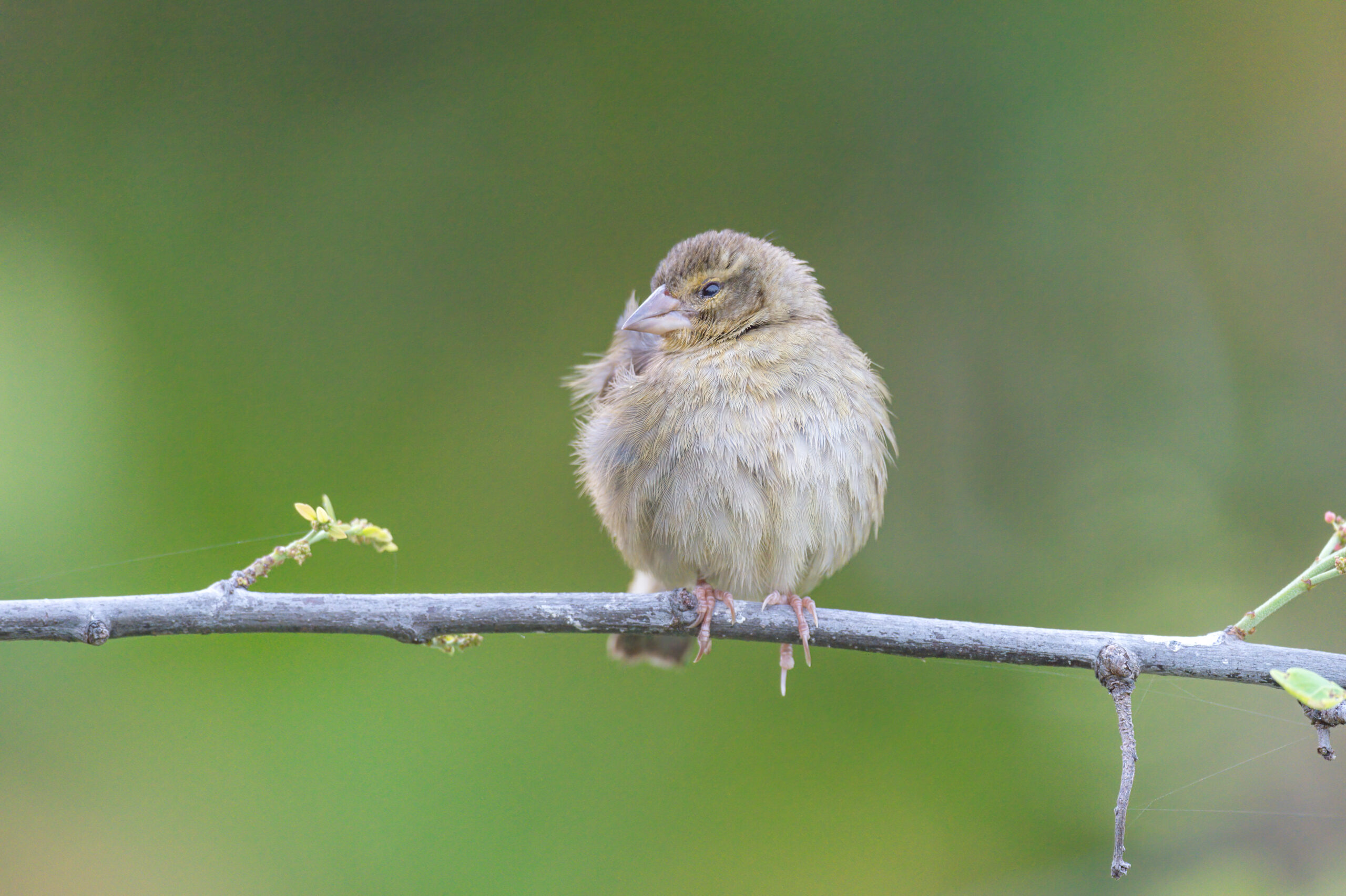 Red fody (Foudia madagascariensis)
