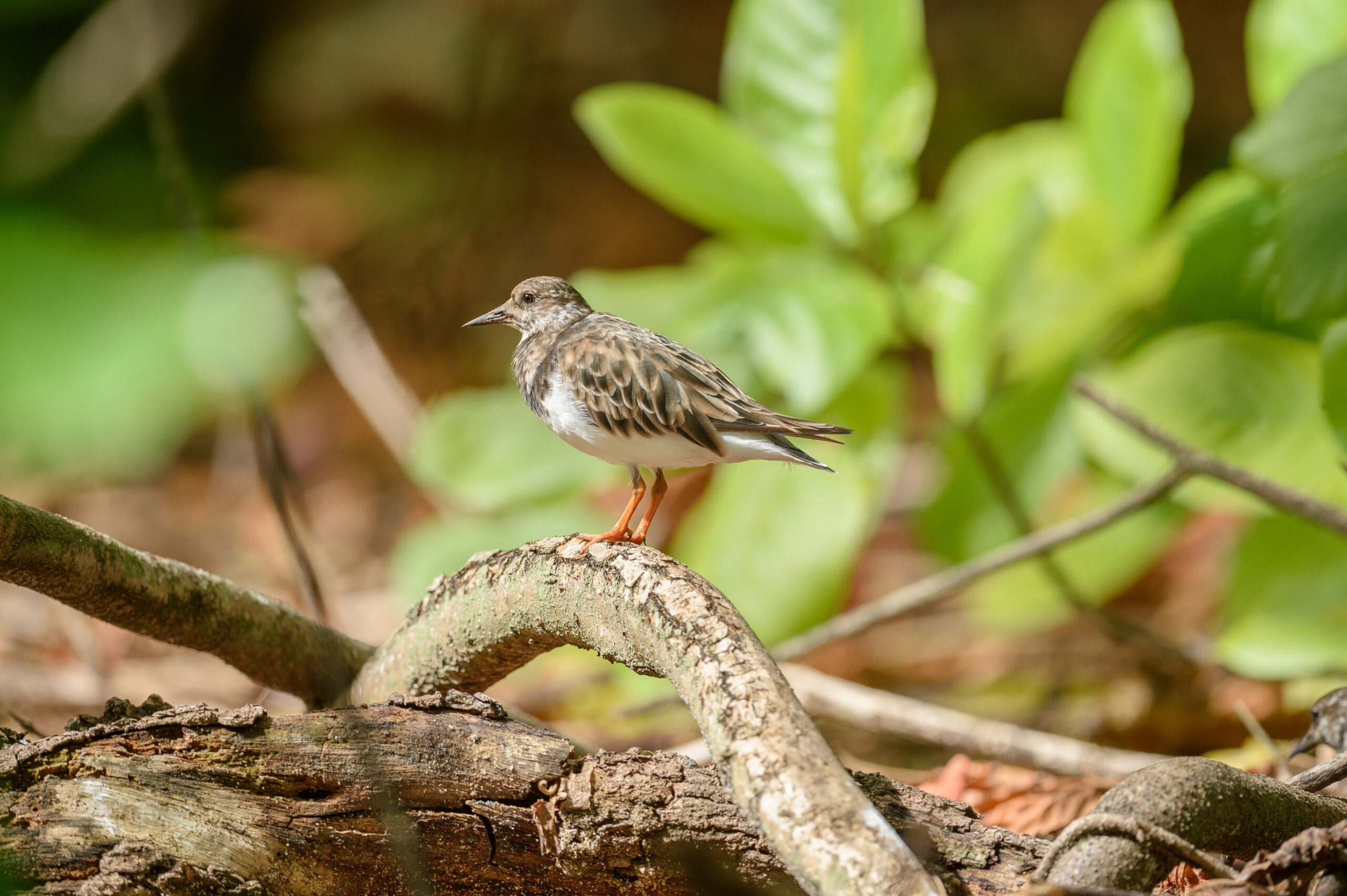 Ruddy Turnstone (Arenaria interpres)