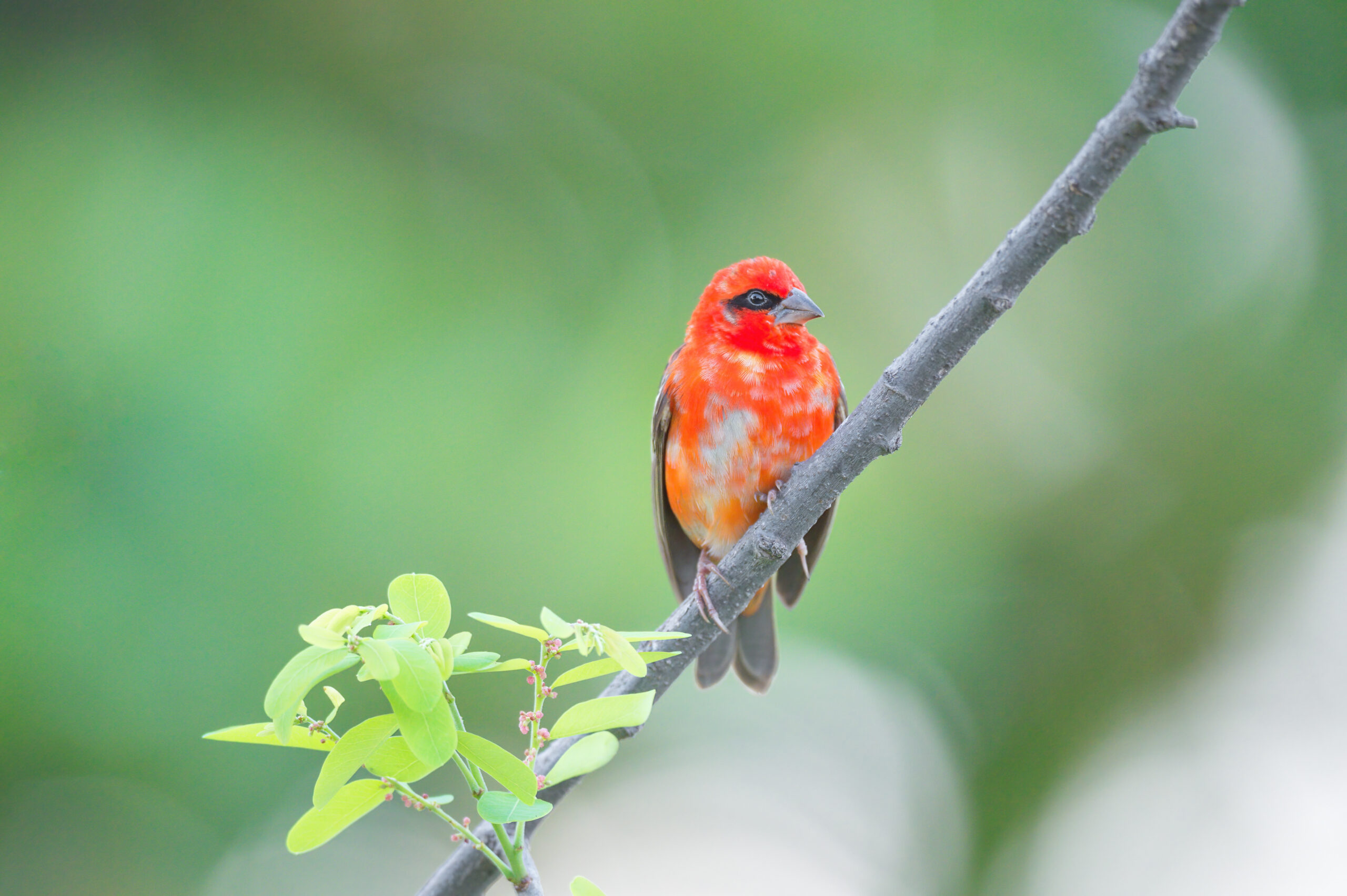Red fody (Foudia madagascariensis)