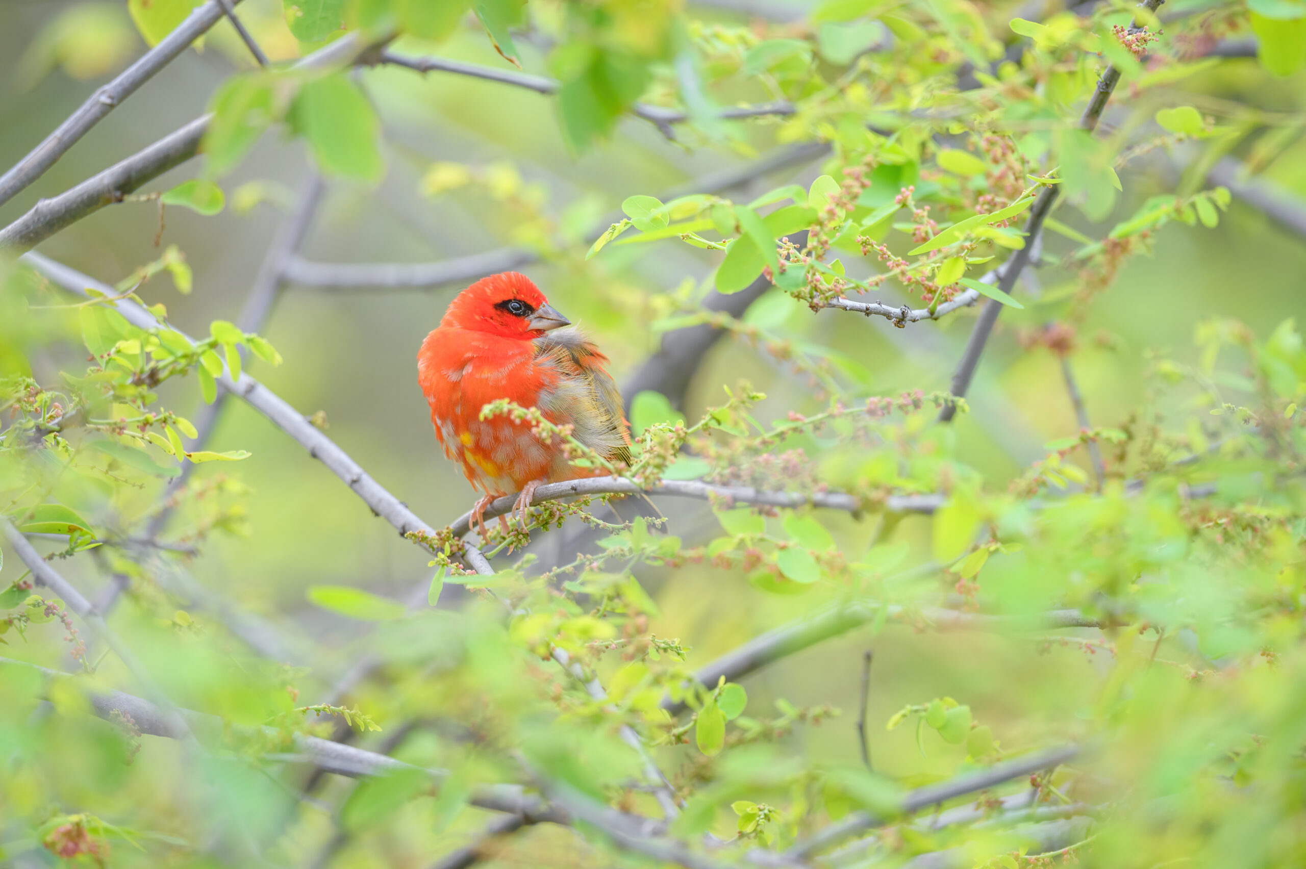 Red fody (Foudia madagascariensis)