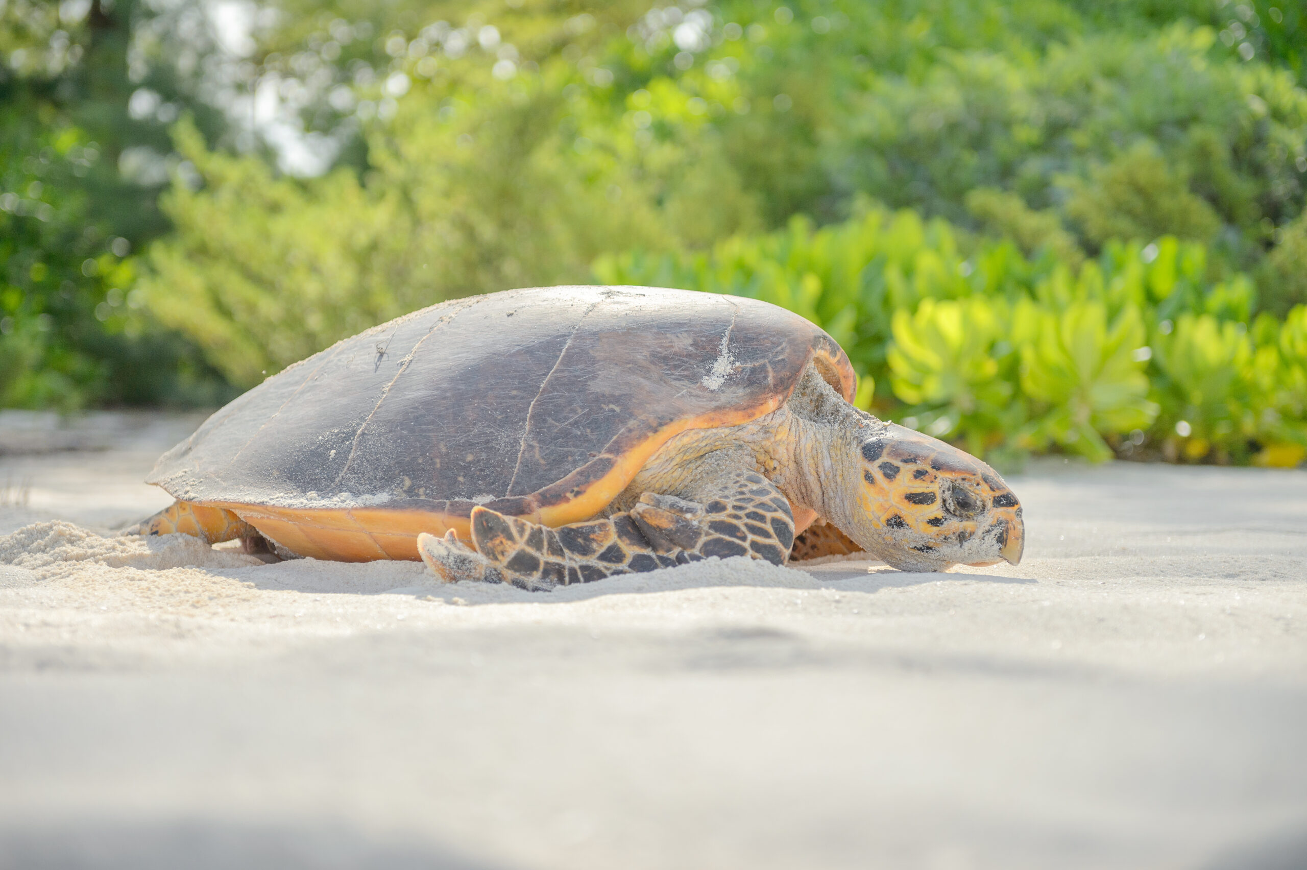 Hawksbill Sea Turtle (Eretmochelys imbricata)