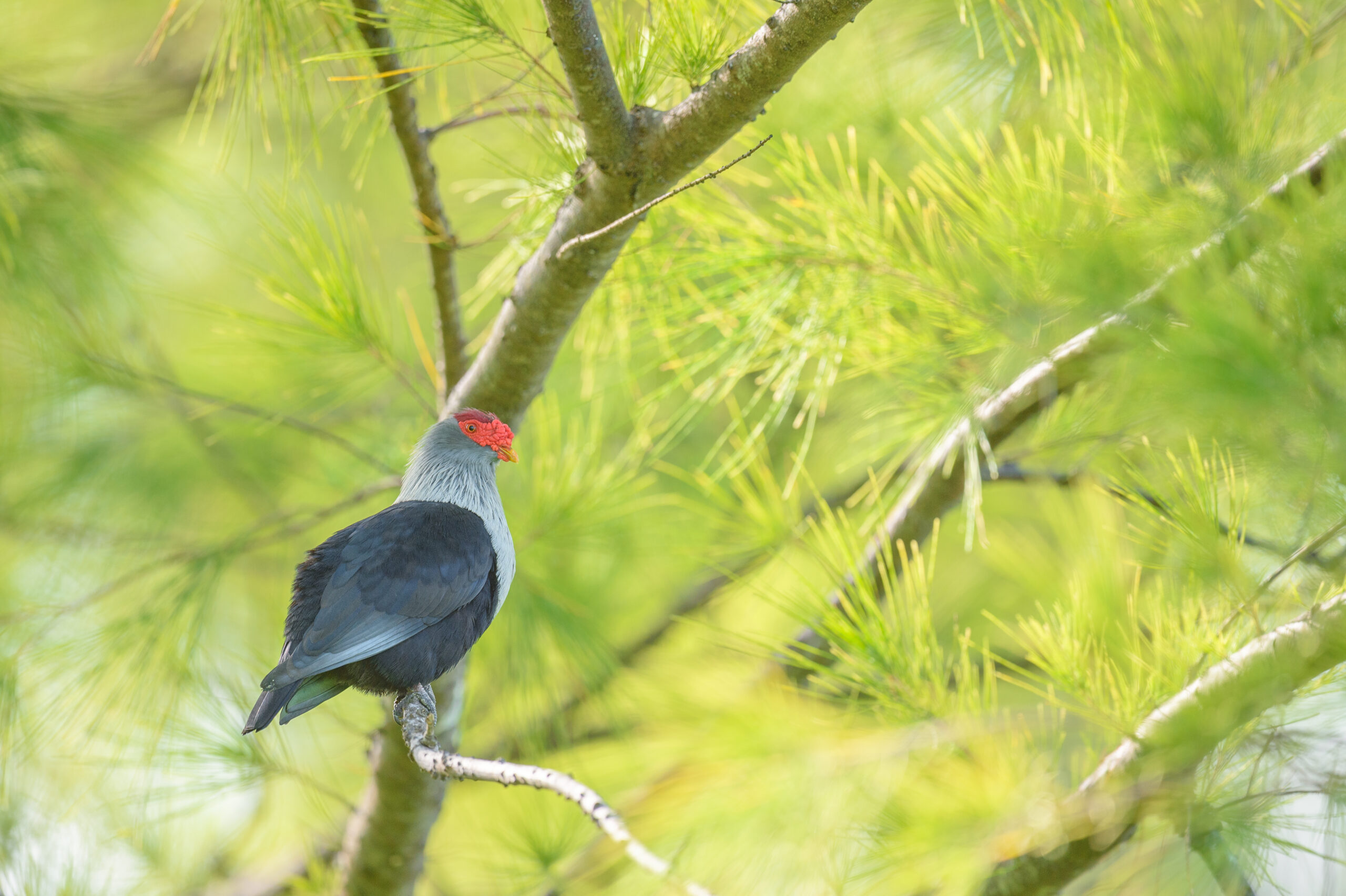Seychelles blue pigeon (Alectroenas pulcherrimus)