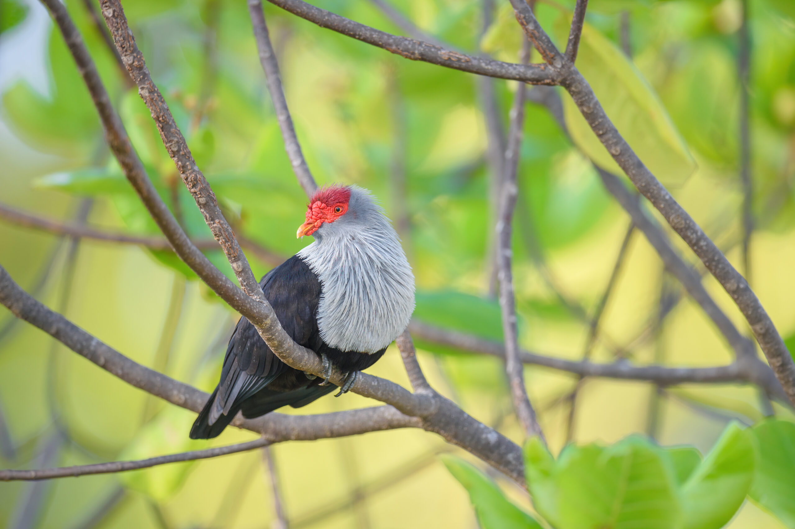 Seychelles blue pigeon (Alectroenas pulcherrimus)