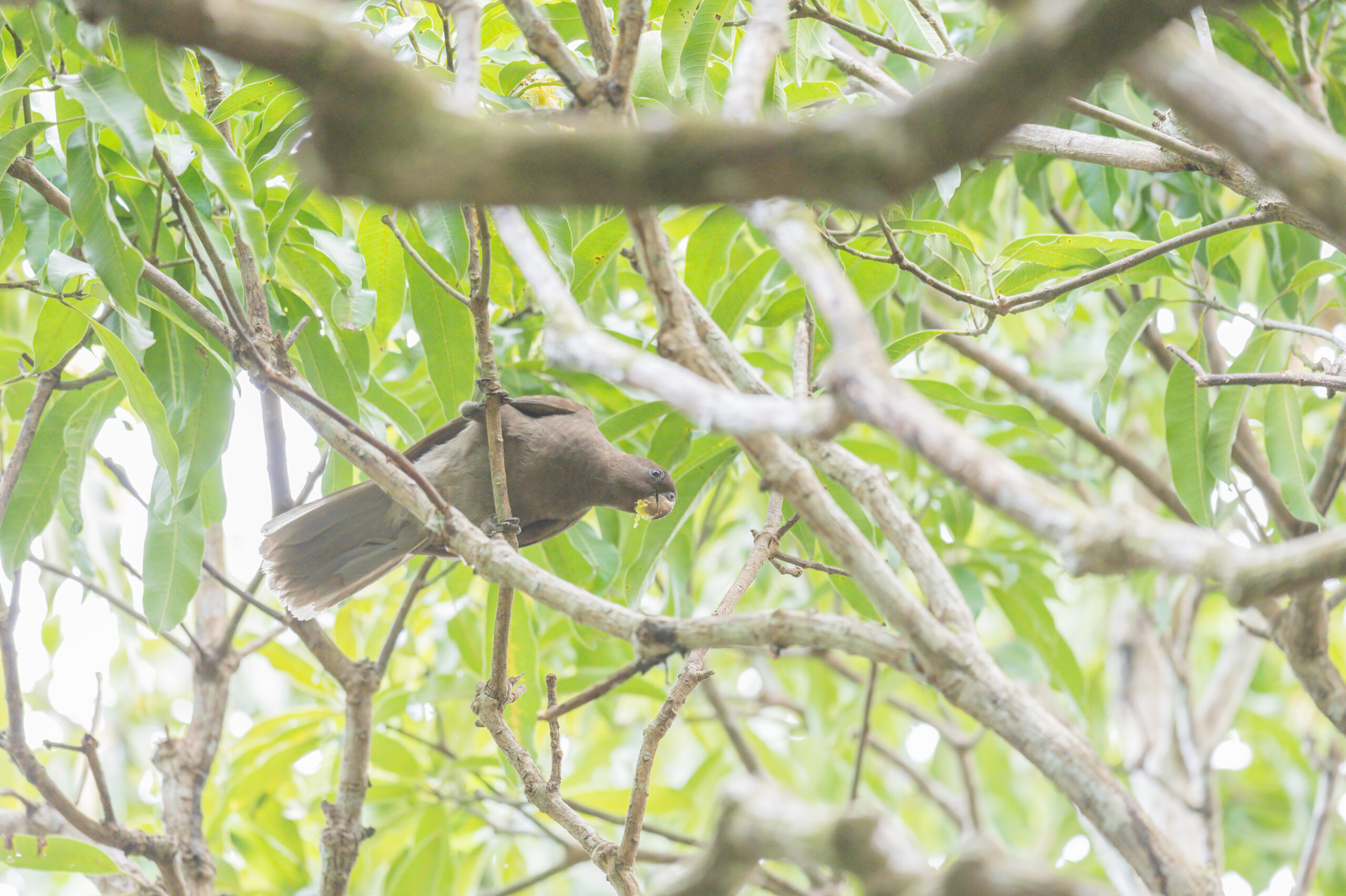 Seychelles Parrot (Coracopsis barklyi)