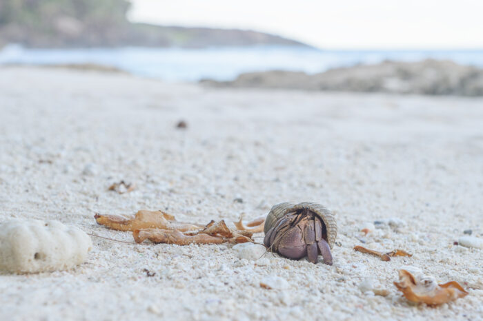 Indo Hermit Crab…</p><hr class=