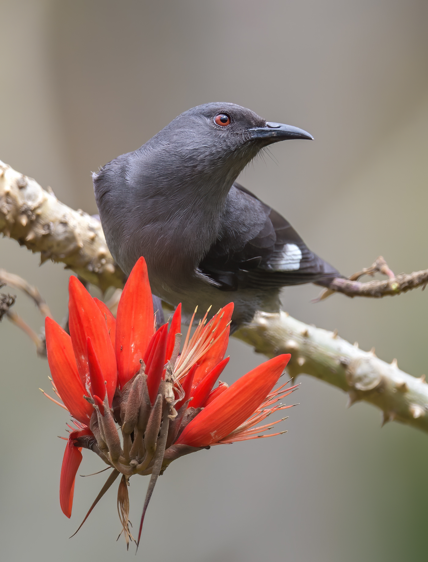 Long-tailed sibia (Heterophasia picaoides)