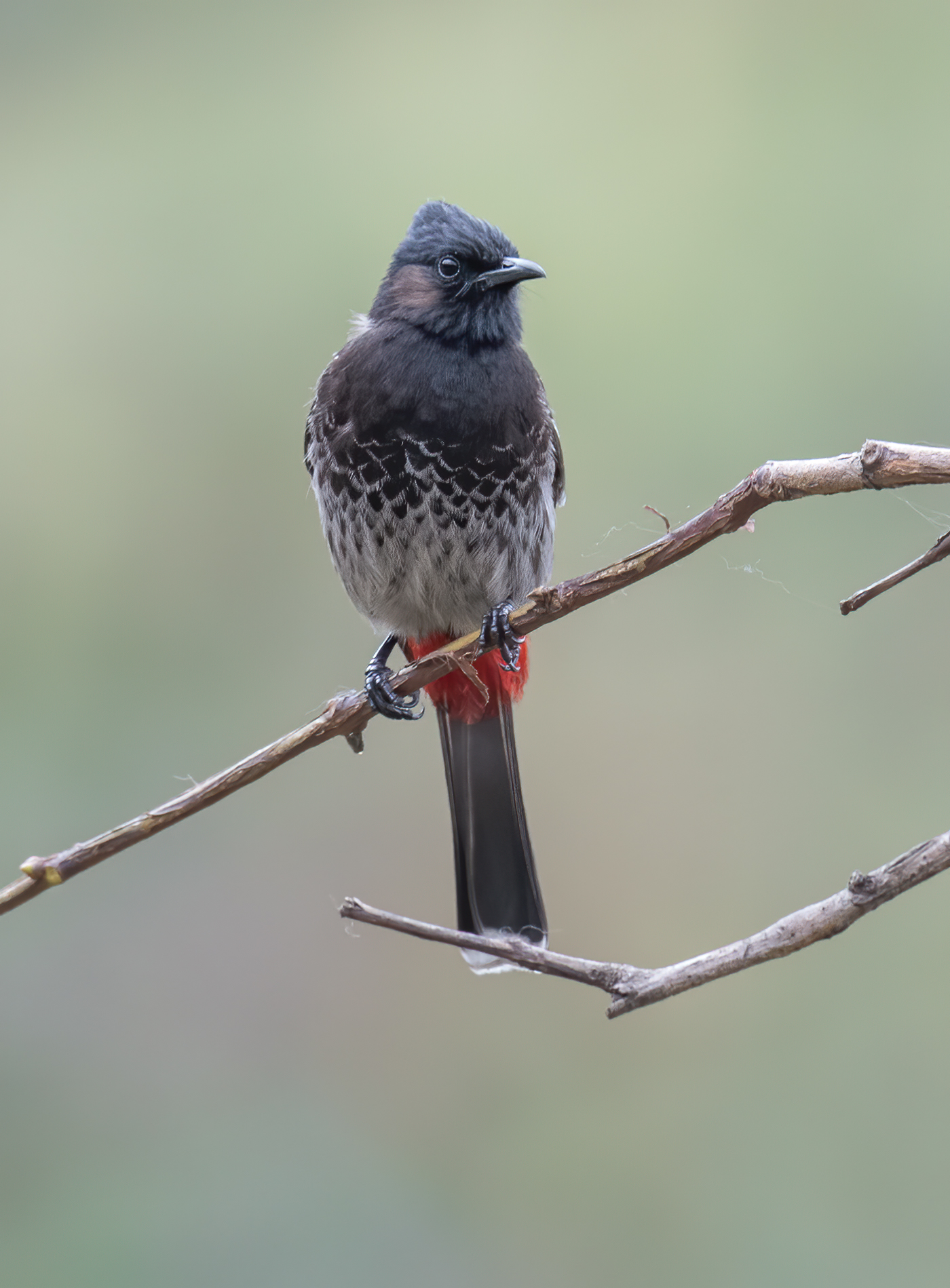 Red-vented bulbul (Pycnonotus cafer)