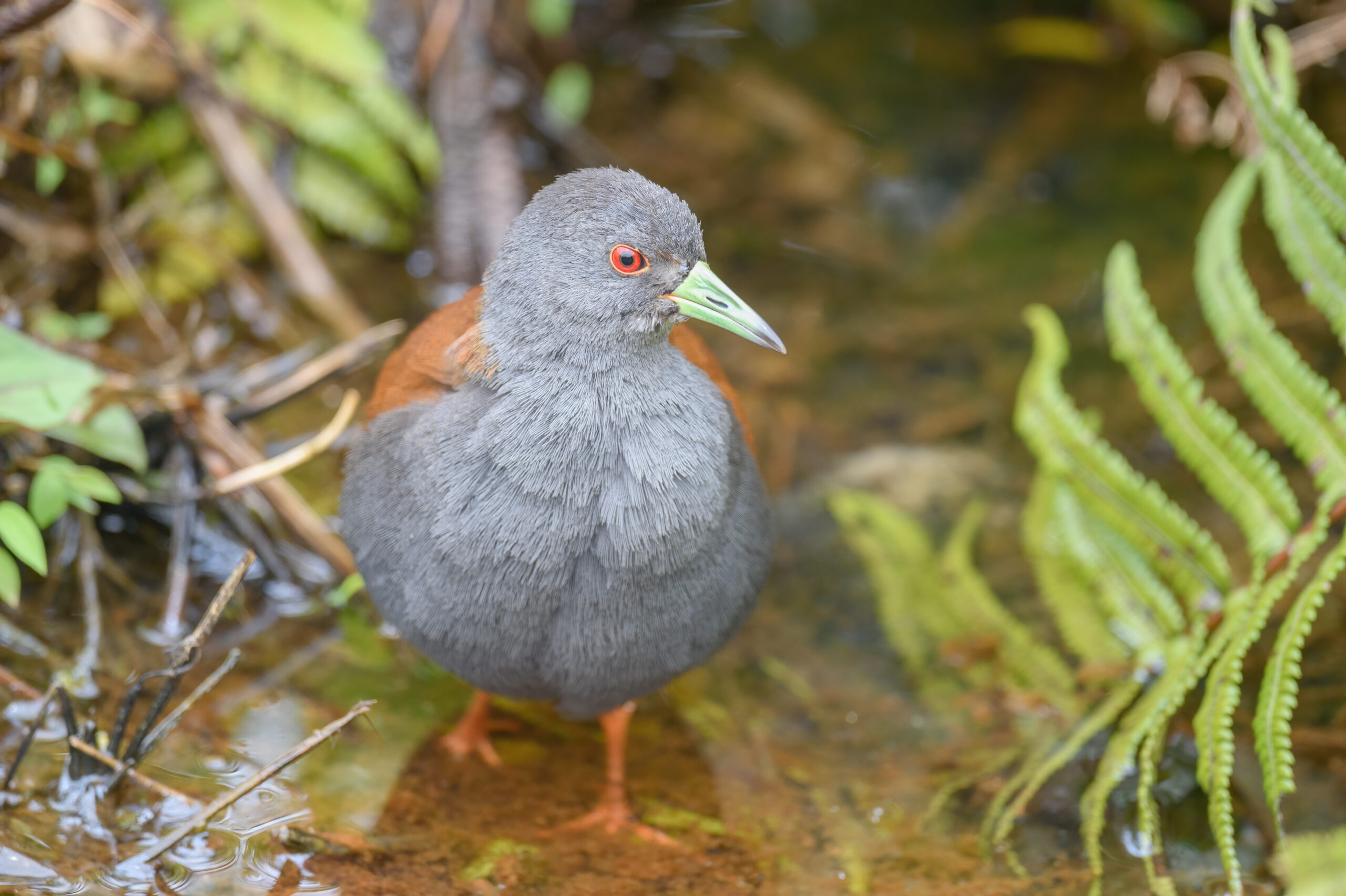 Black-tailed crake (Zapornia bicolor)
