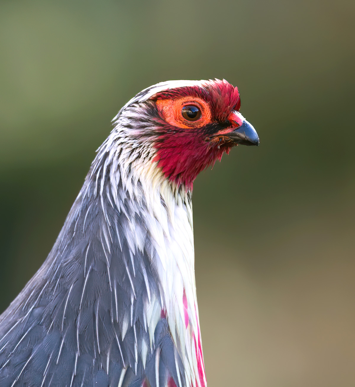Blood pheasant (Ithaginis cruentus)