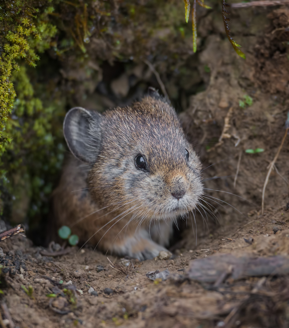 Pika (Ochotona sp)