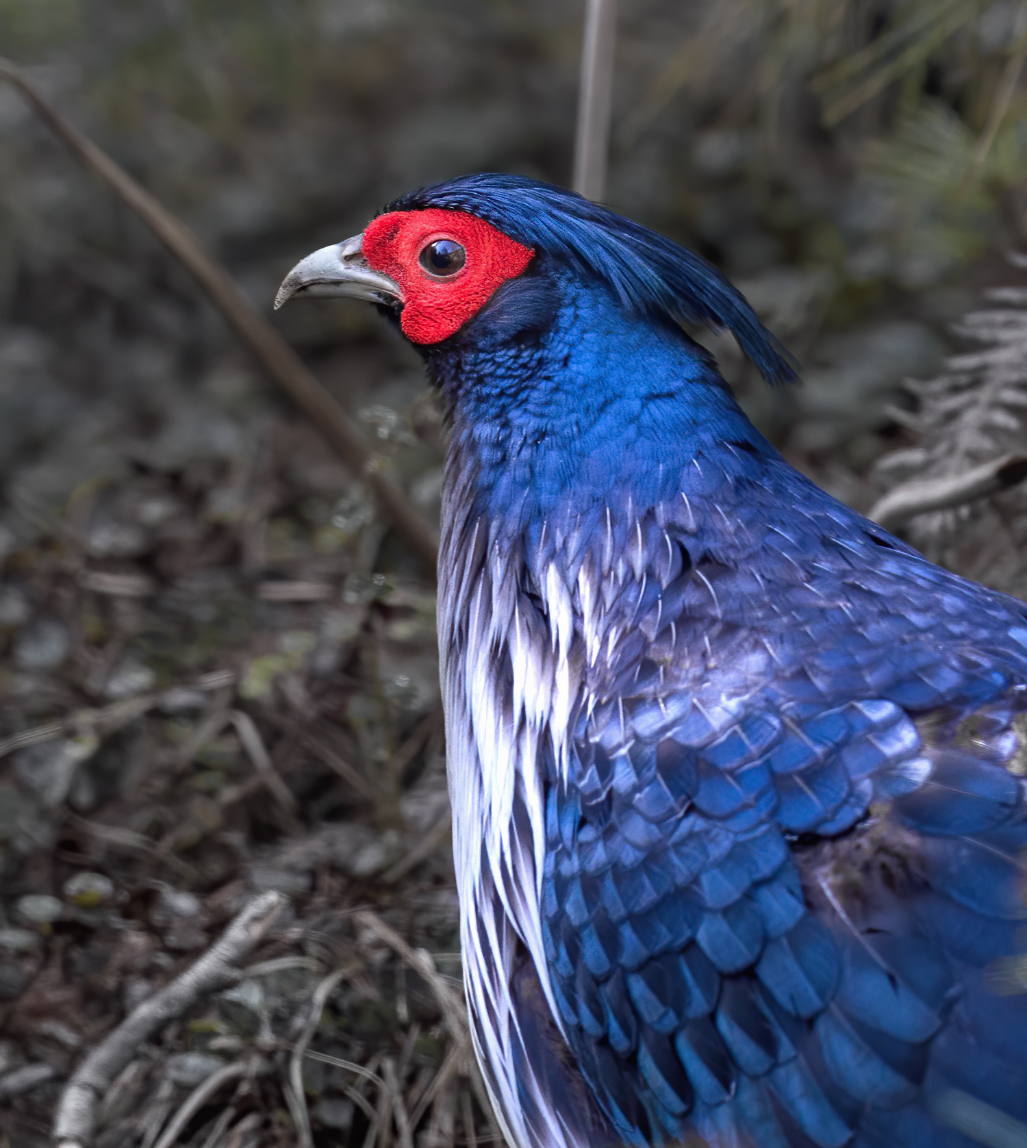 Kalij pheasant (Lophura leucomelanos)
