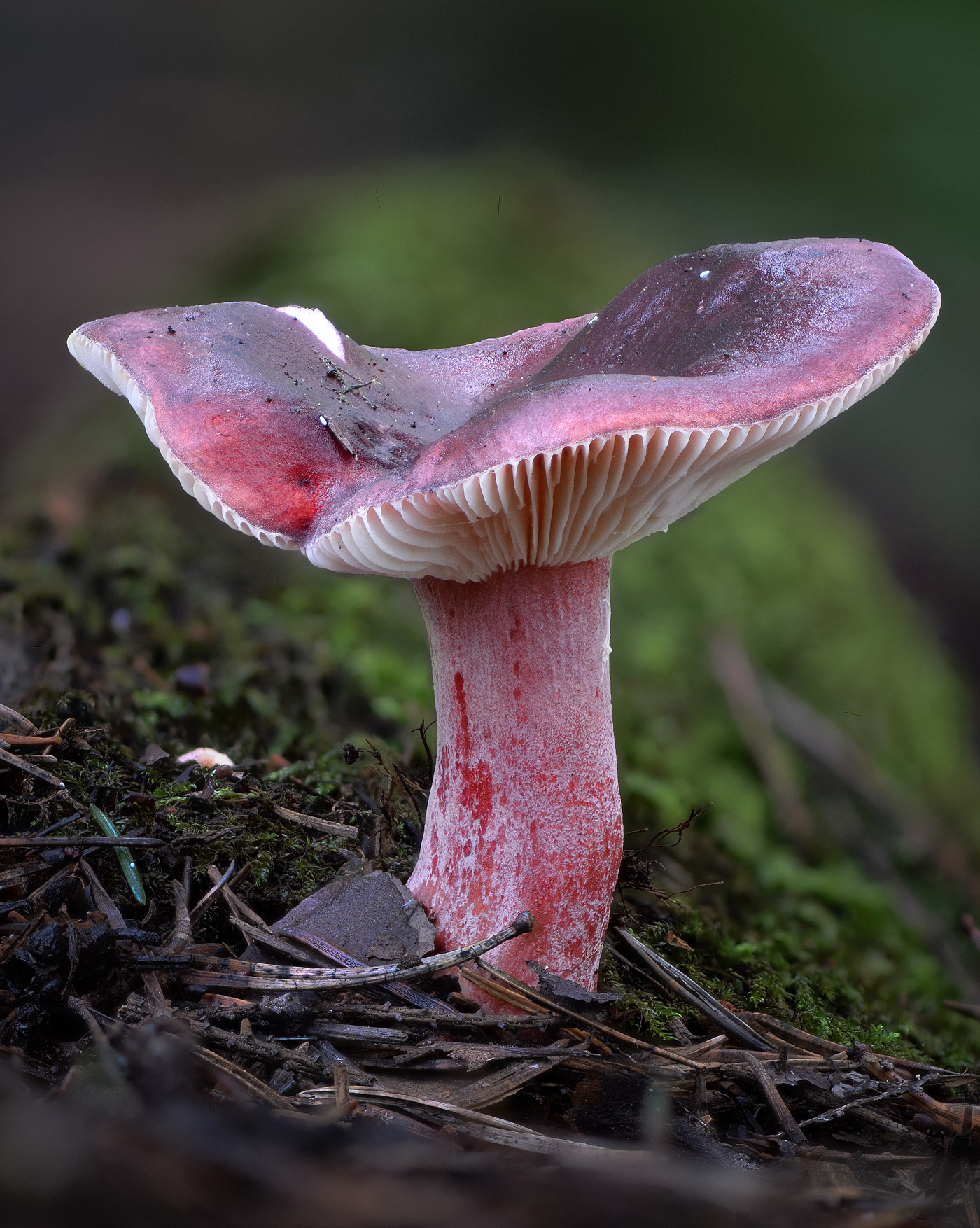 Kremle | Brittlegill (Russula sp)