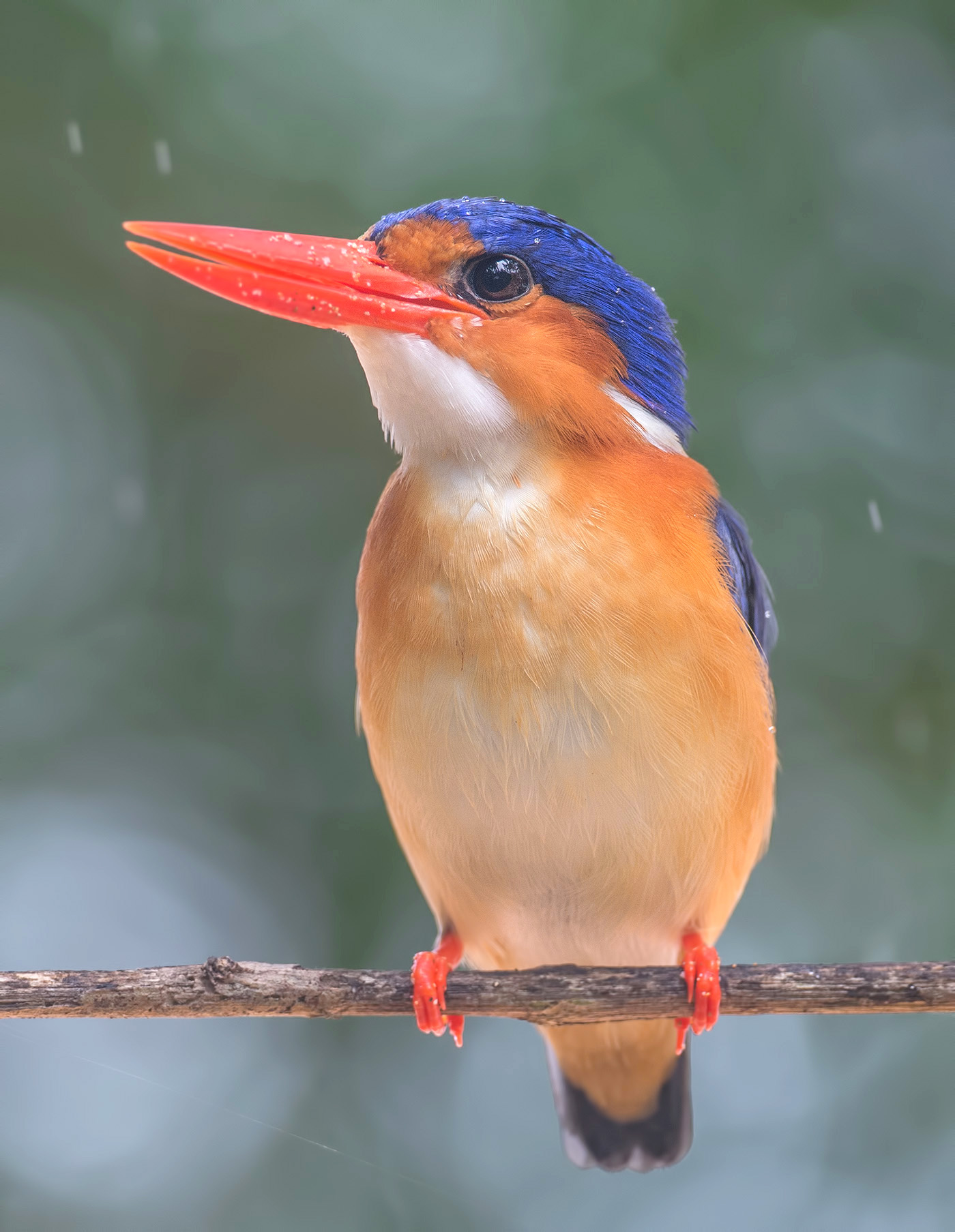 Principe kingfisher (Corythornis cristatus nais)