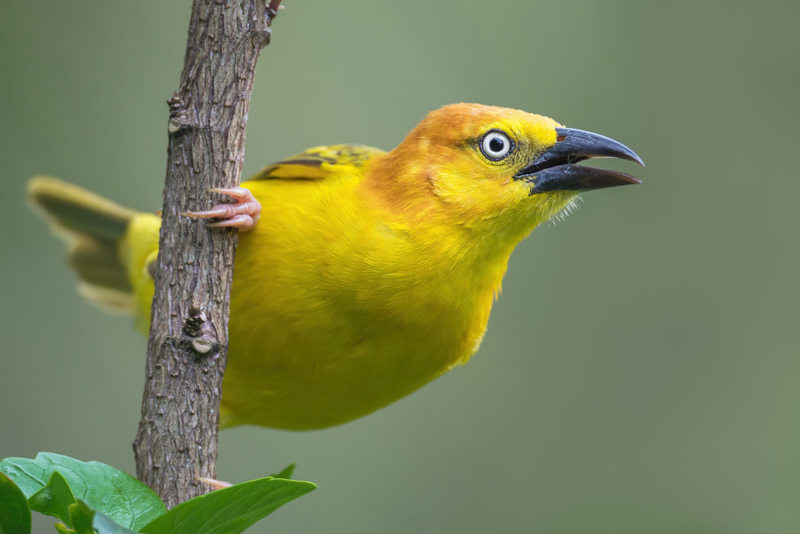Principe weaver (Ploceus princeps)