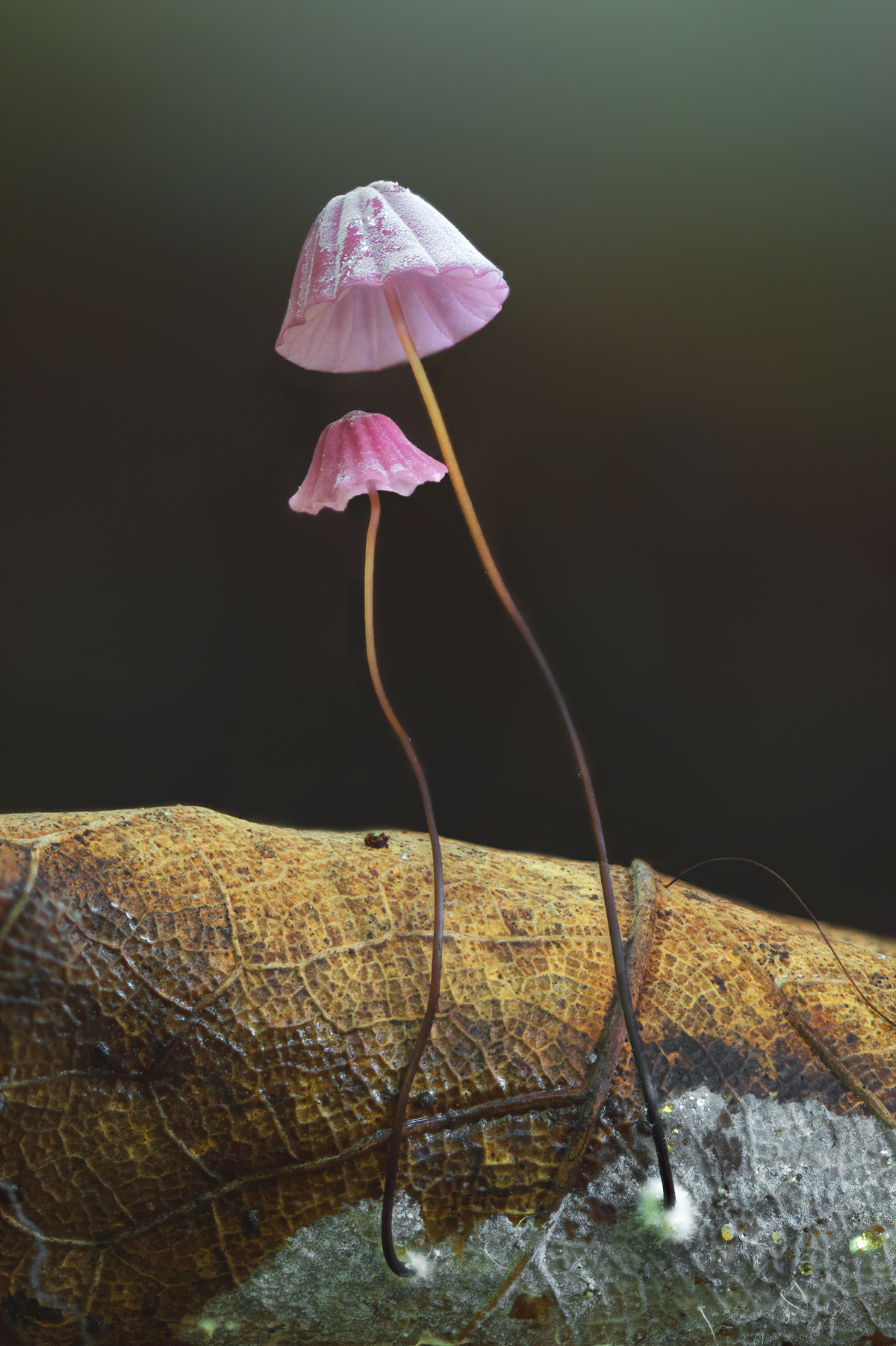 Purple Pinwheel (Marasmius haematocephalus)