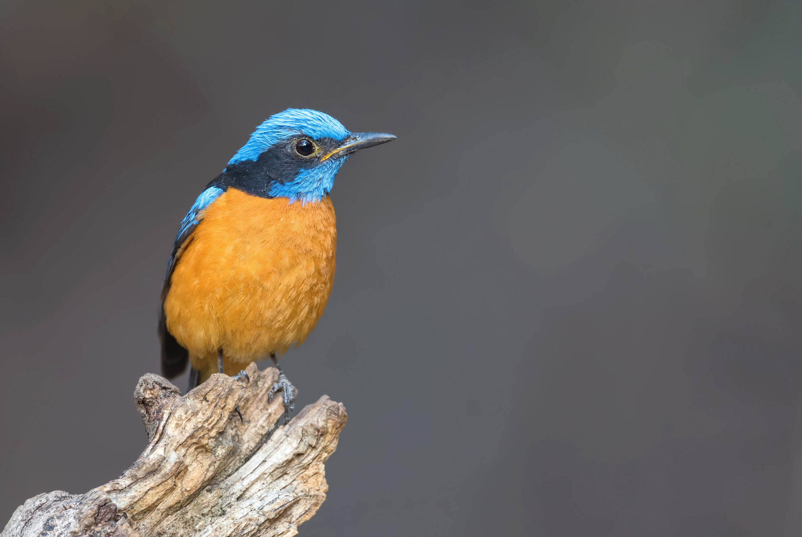 Rufous-bellied niltava (Niltava sundara)