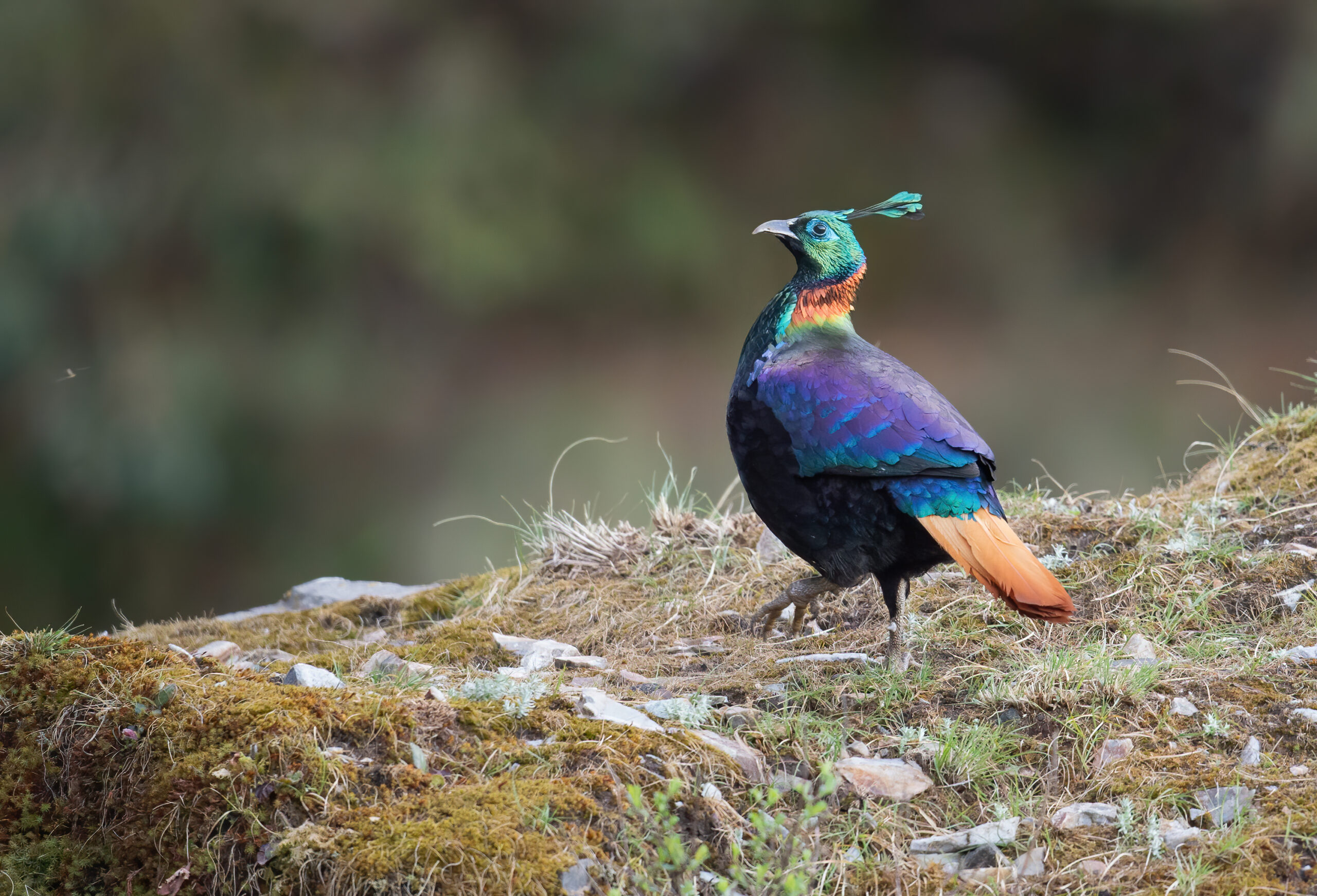 Himalayan monal (Lophophorus impejanus)