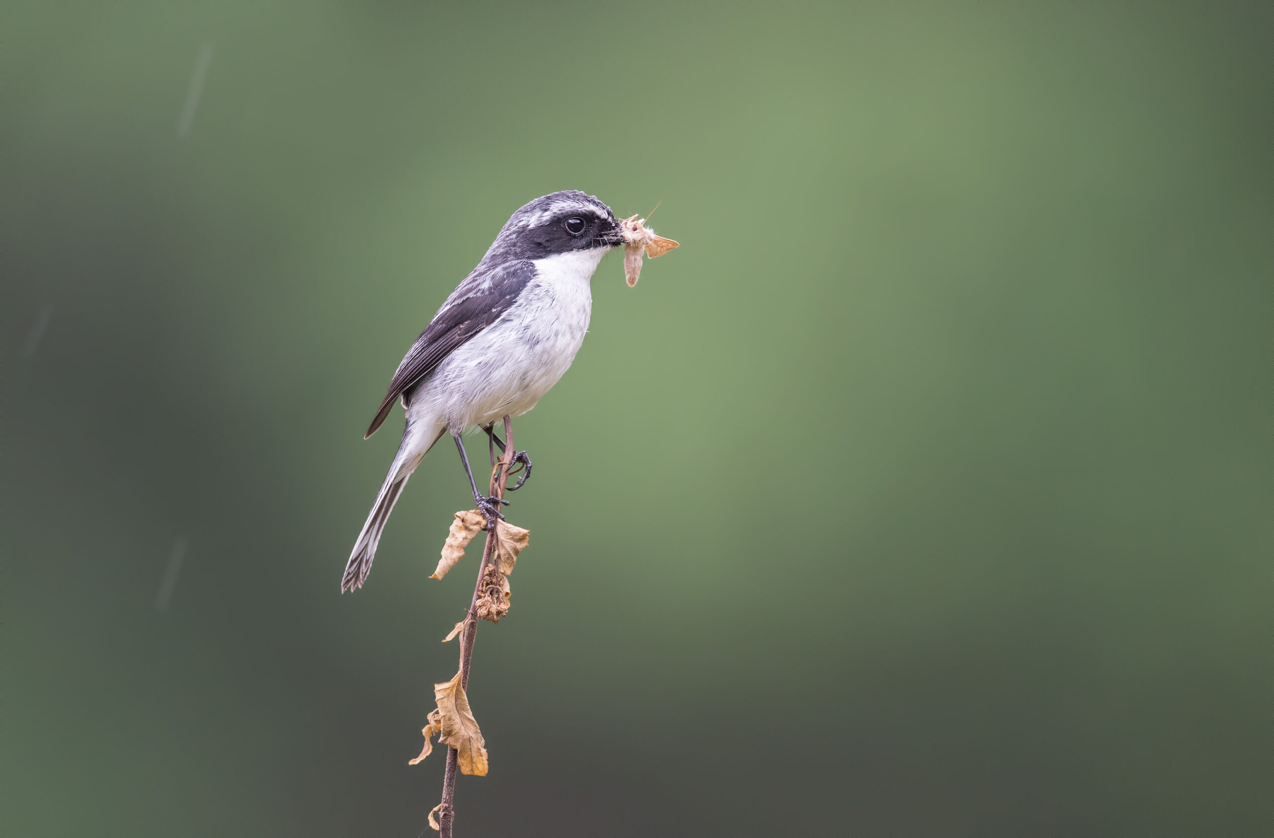 Grey bush chat (Saxicola ferreus)