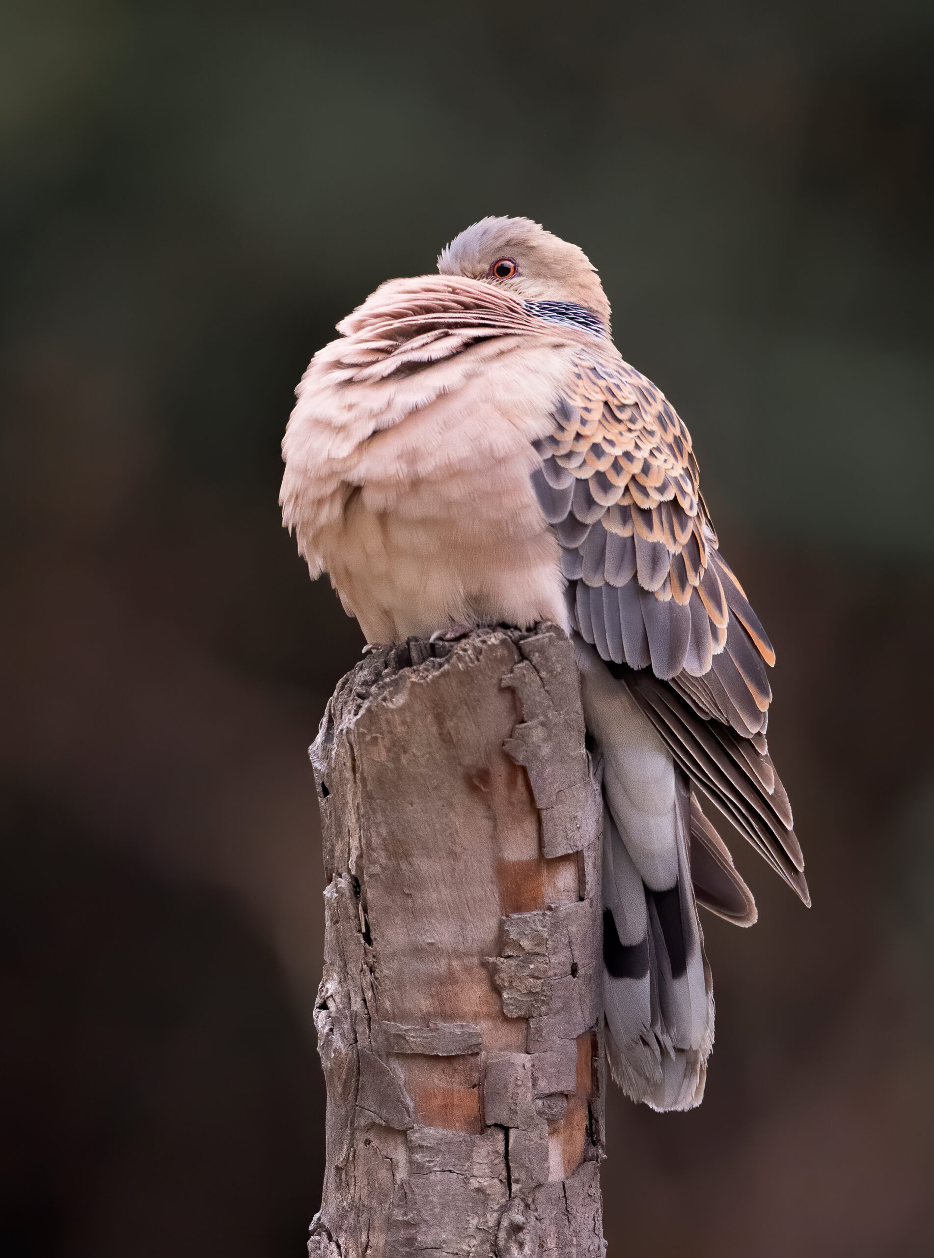 Oriental turtle dove (Streptopelia orientalis)