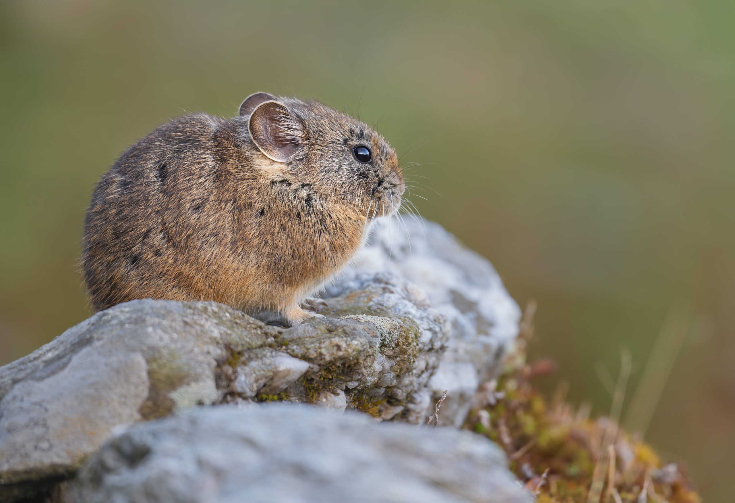 Himalayan Pika (Ochotona roylei)