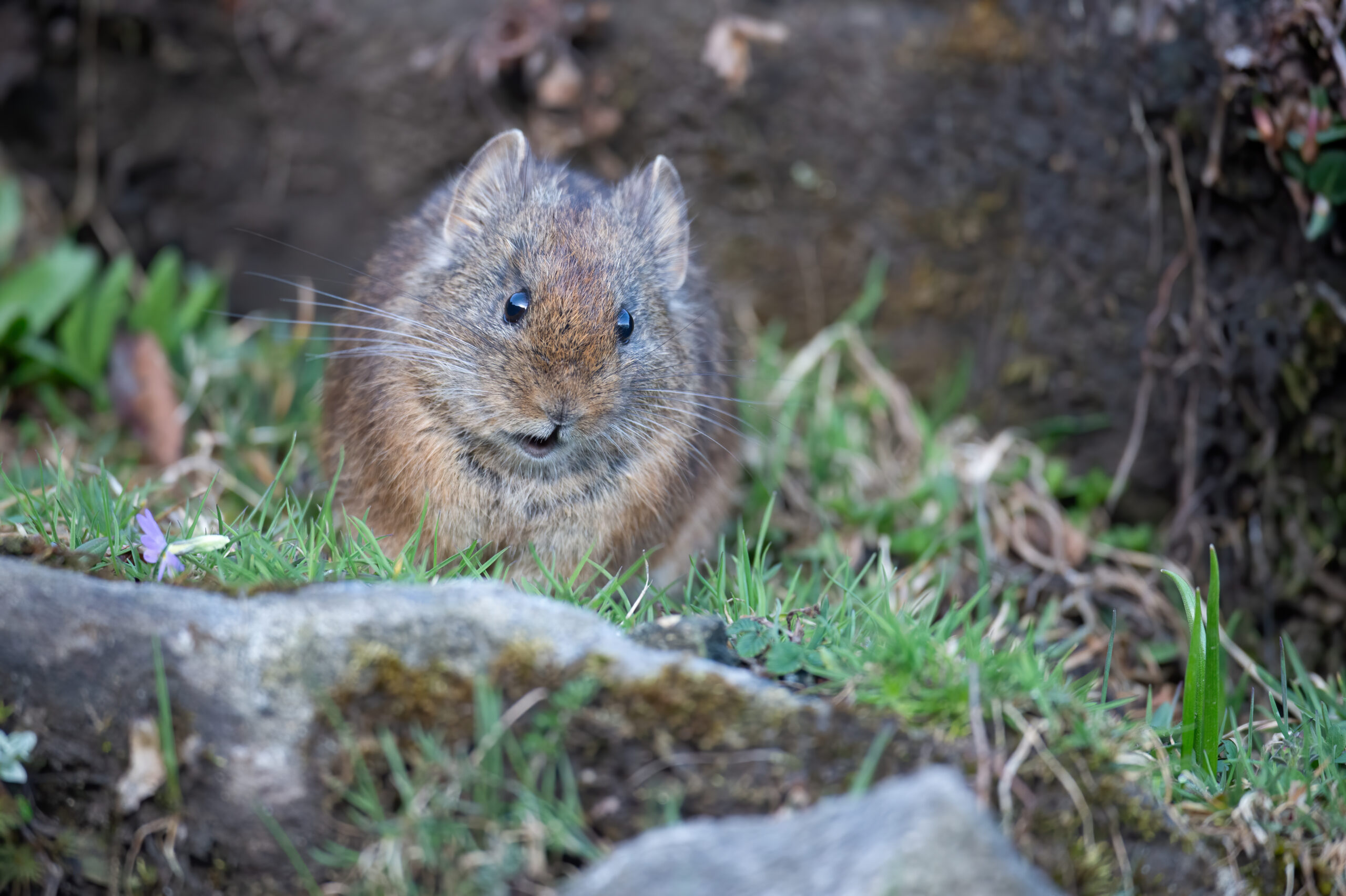 Himalayan Pika (Ochotona roylei)
