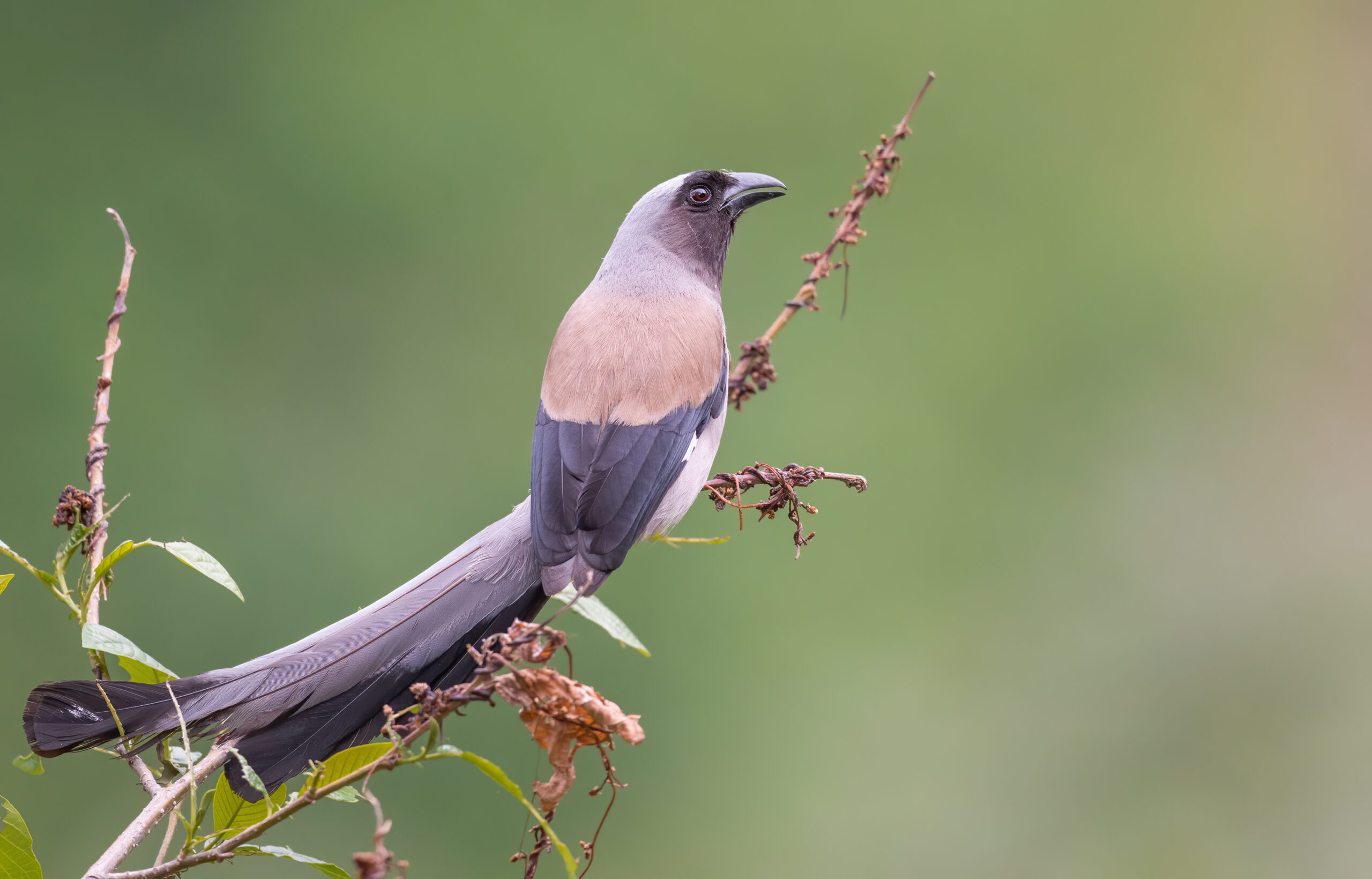 Grey treepie (Dendrocitta formosae)