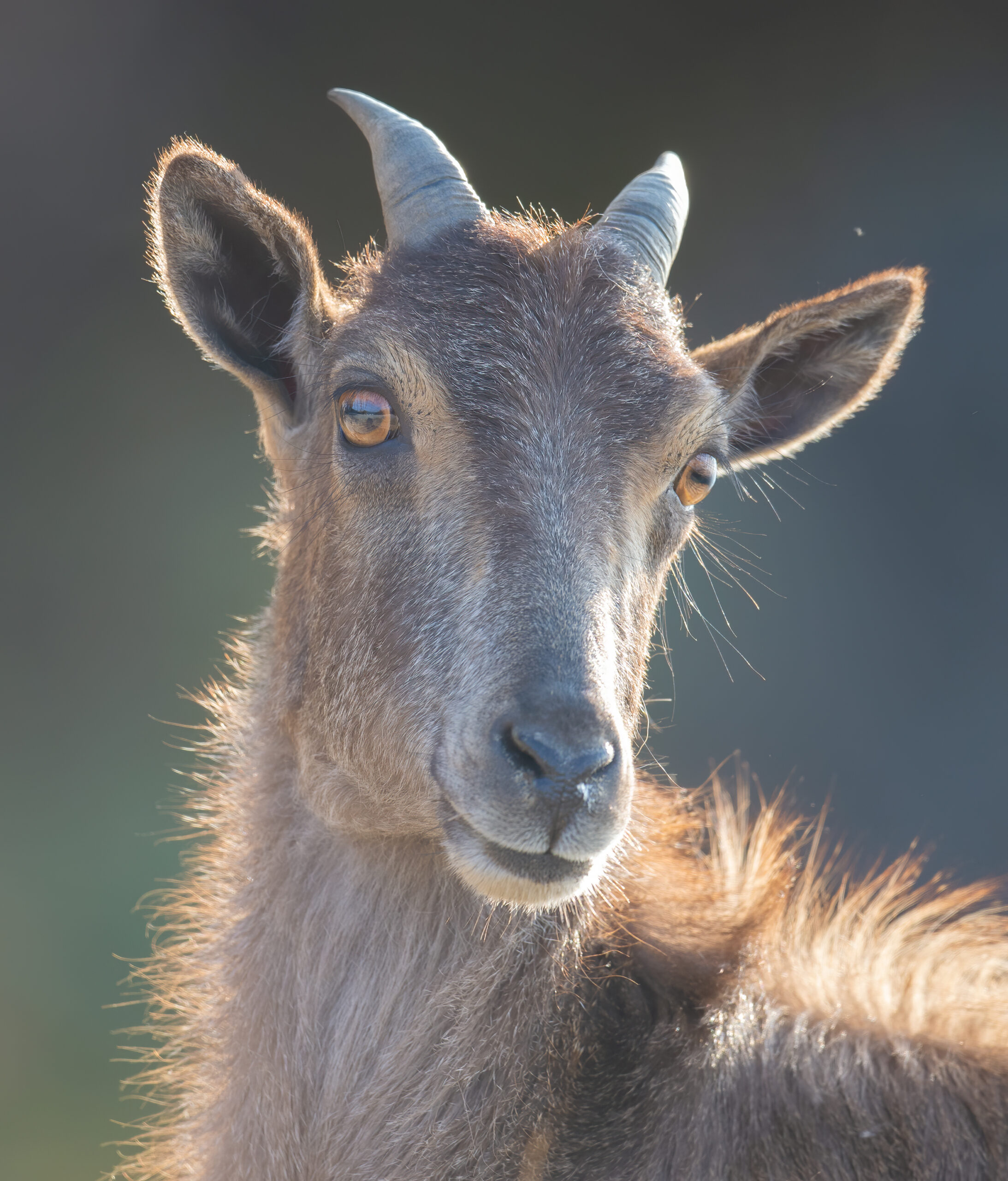 Himalayan tahr (Hemitragus jemlahicus)