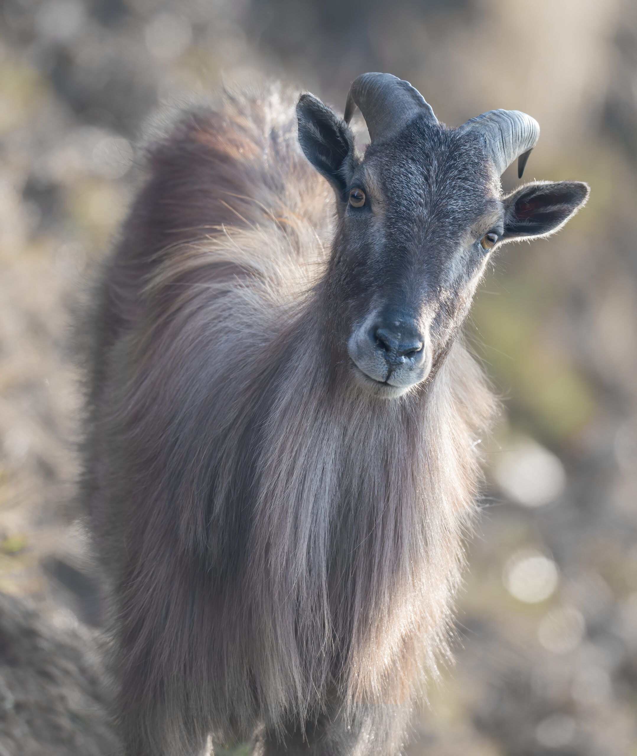 Himalayan tahr (Hemitragus jemlahicus)