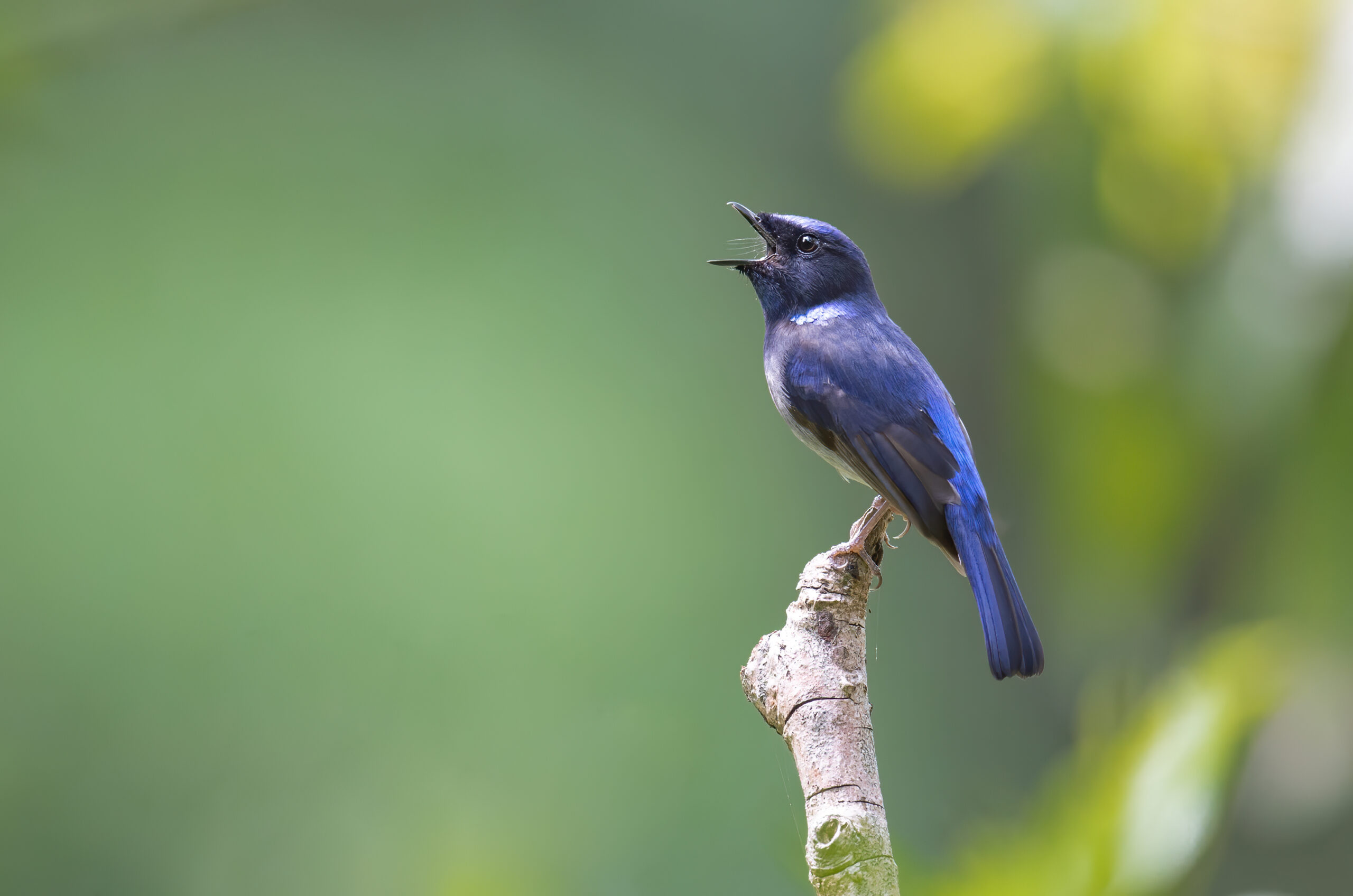 Small niltava (Niltava macgrigoriae)