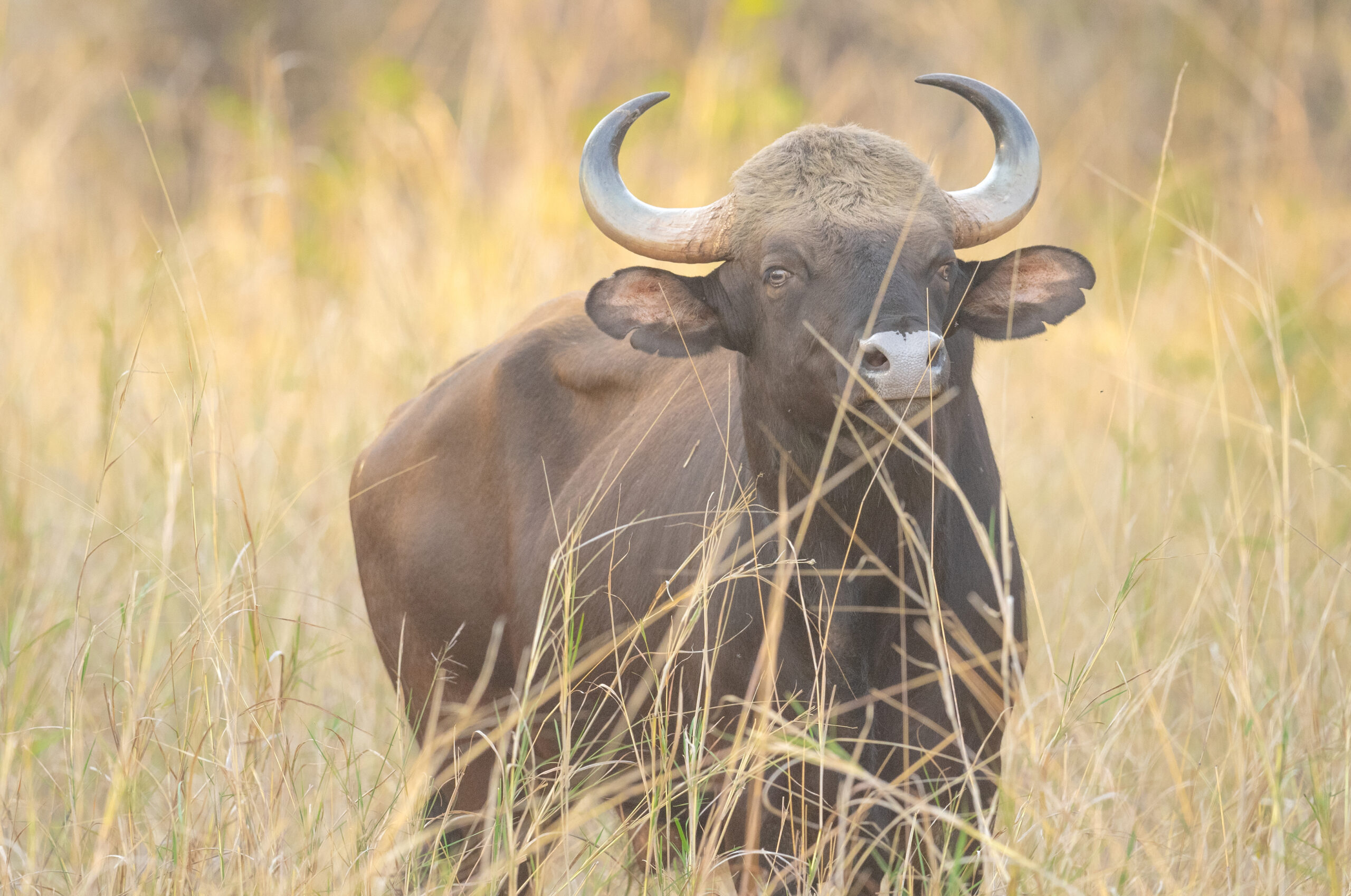 Gaur (Bos gaurus)