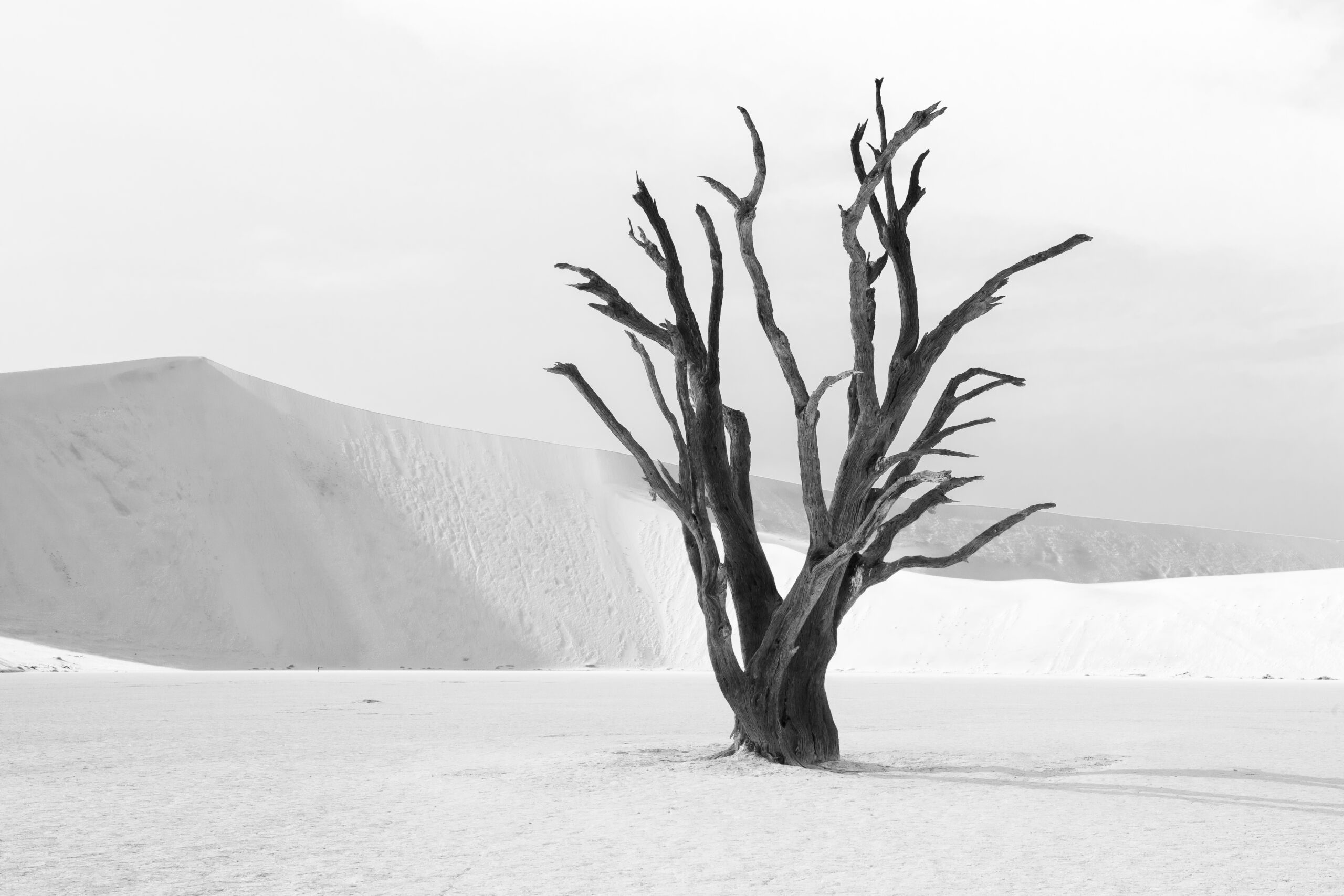 The Deadvlei tree