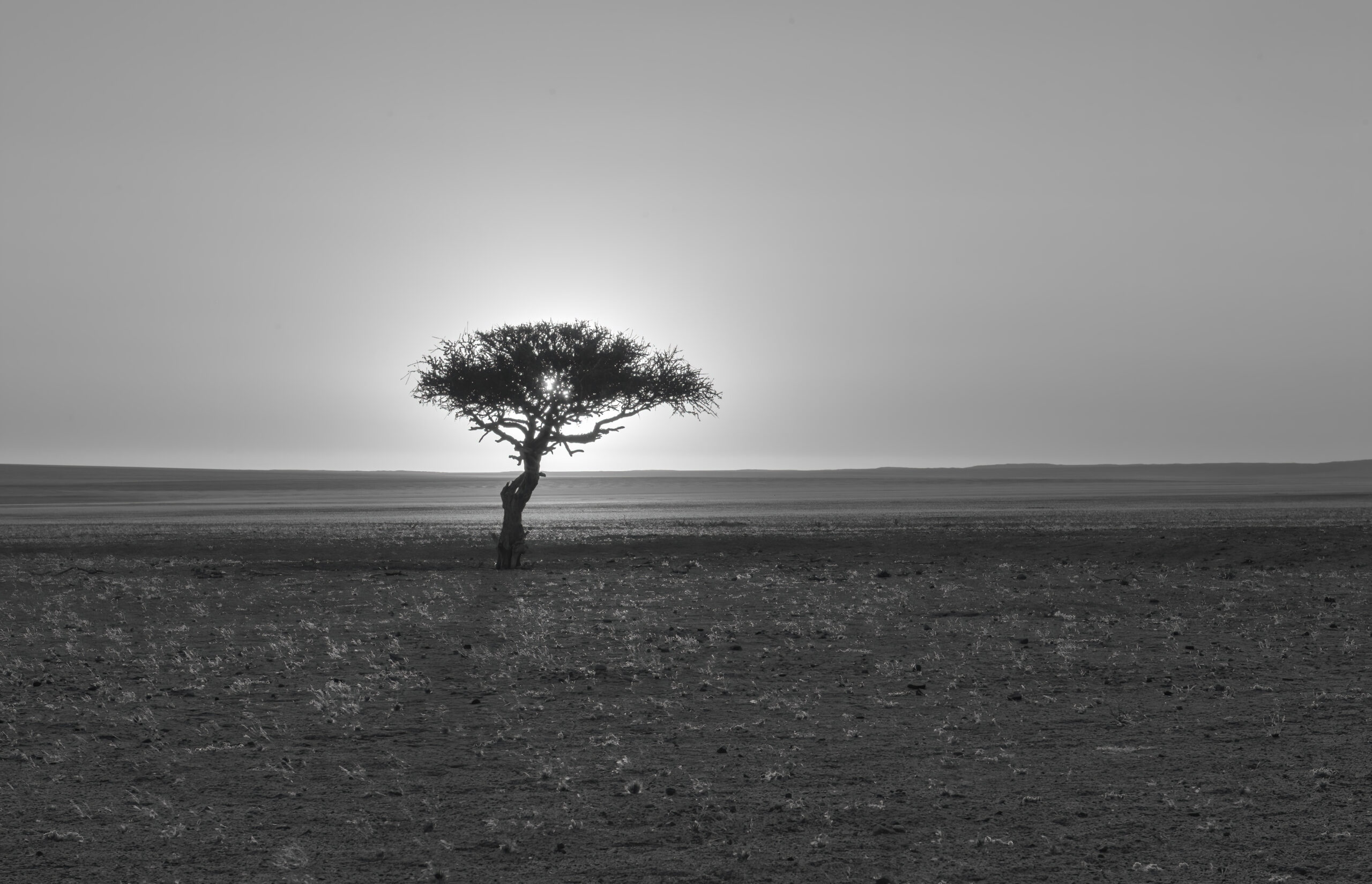 Lone tree, Namibia