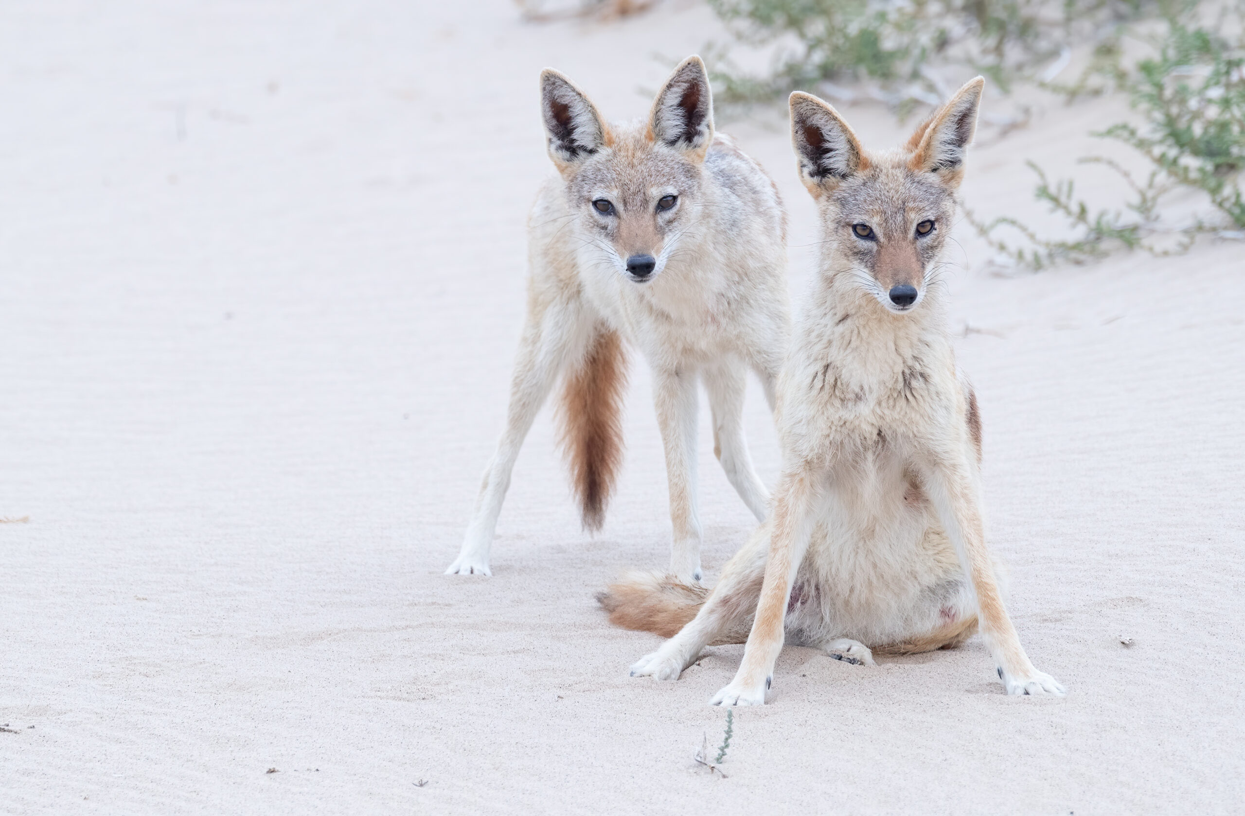 Southern Black-backed Jackal (Lupulella mesomelas ssp. mesomelas)