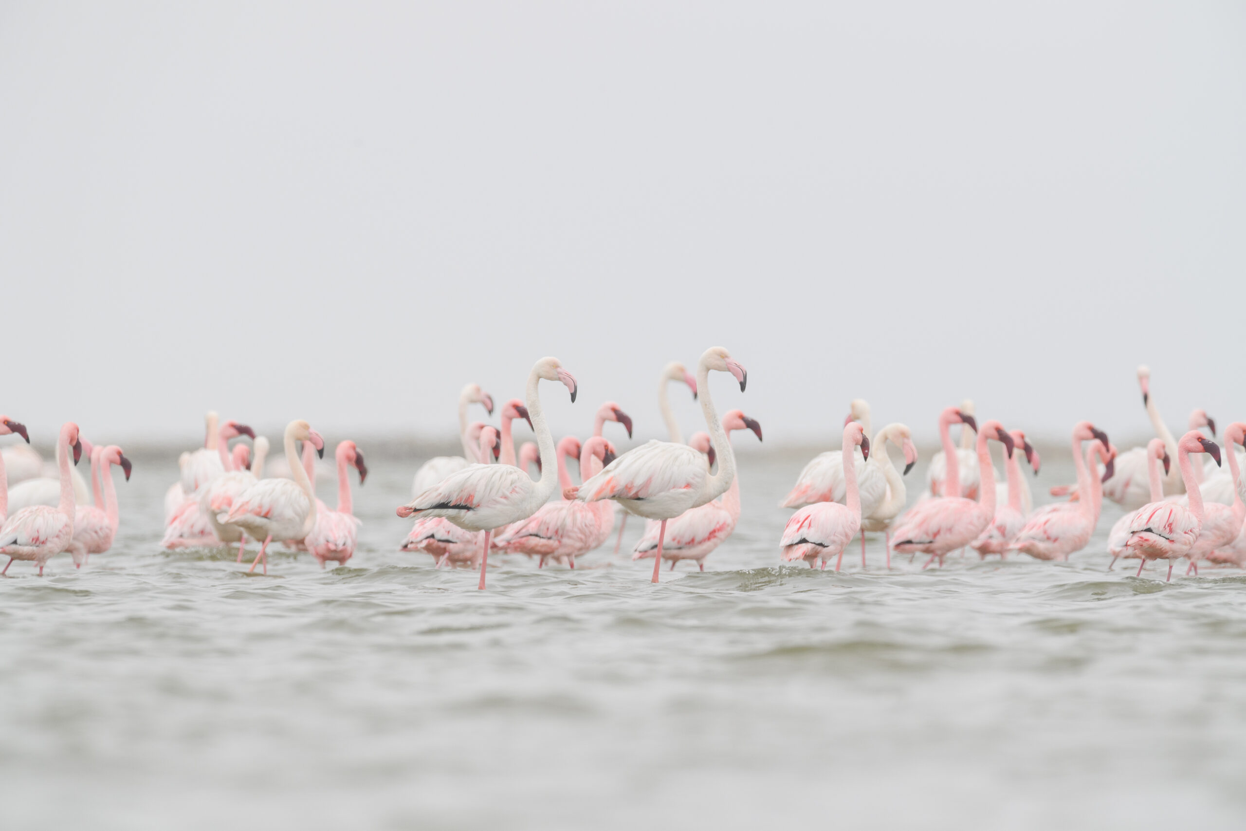 Greater Flamingo (Phoenicopterus roseus)