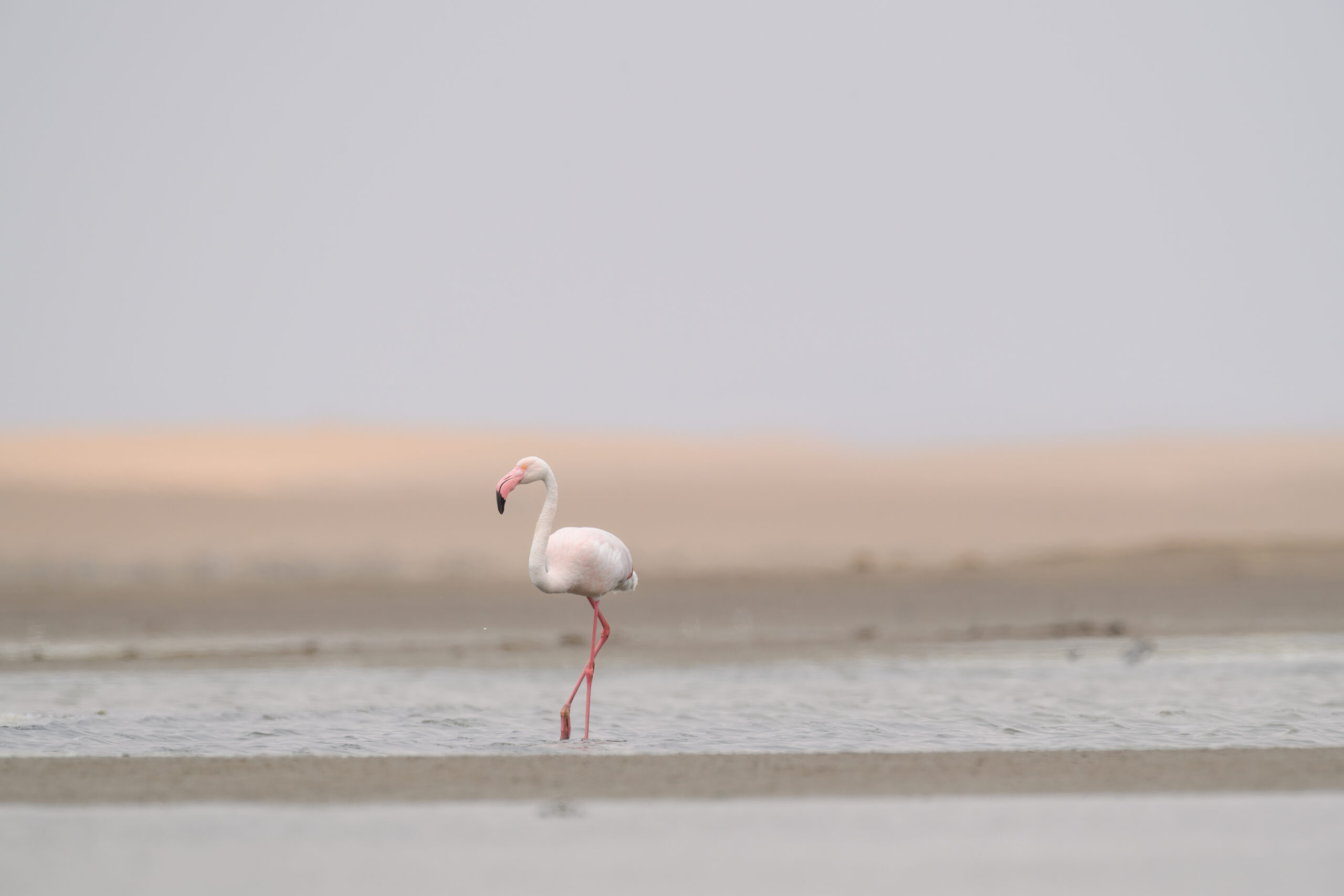 Greater Flamingo (Phoenicopterus roseus)