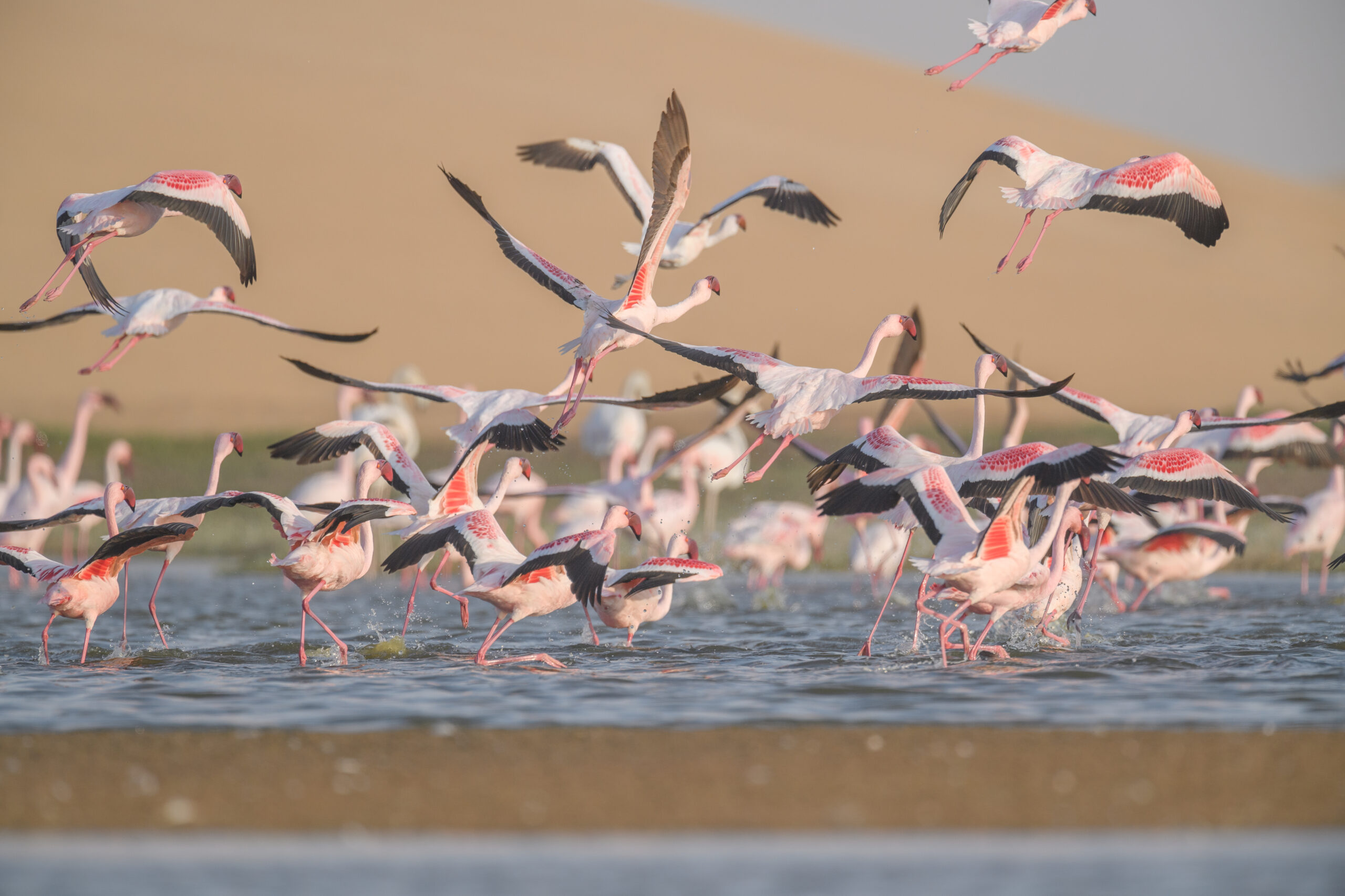 Lesser flamingo (Phoenicoparrus minor)