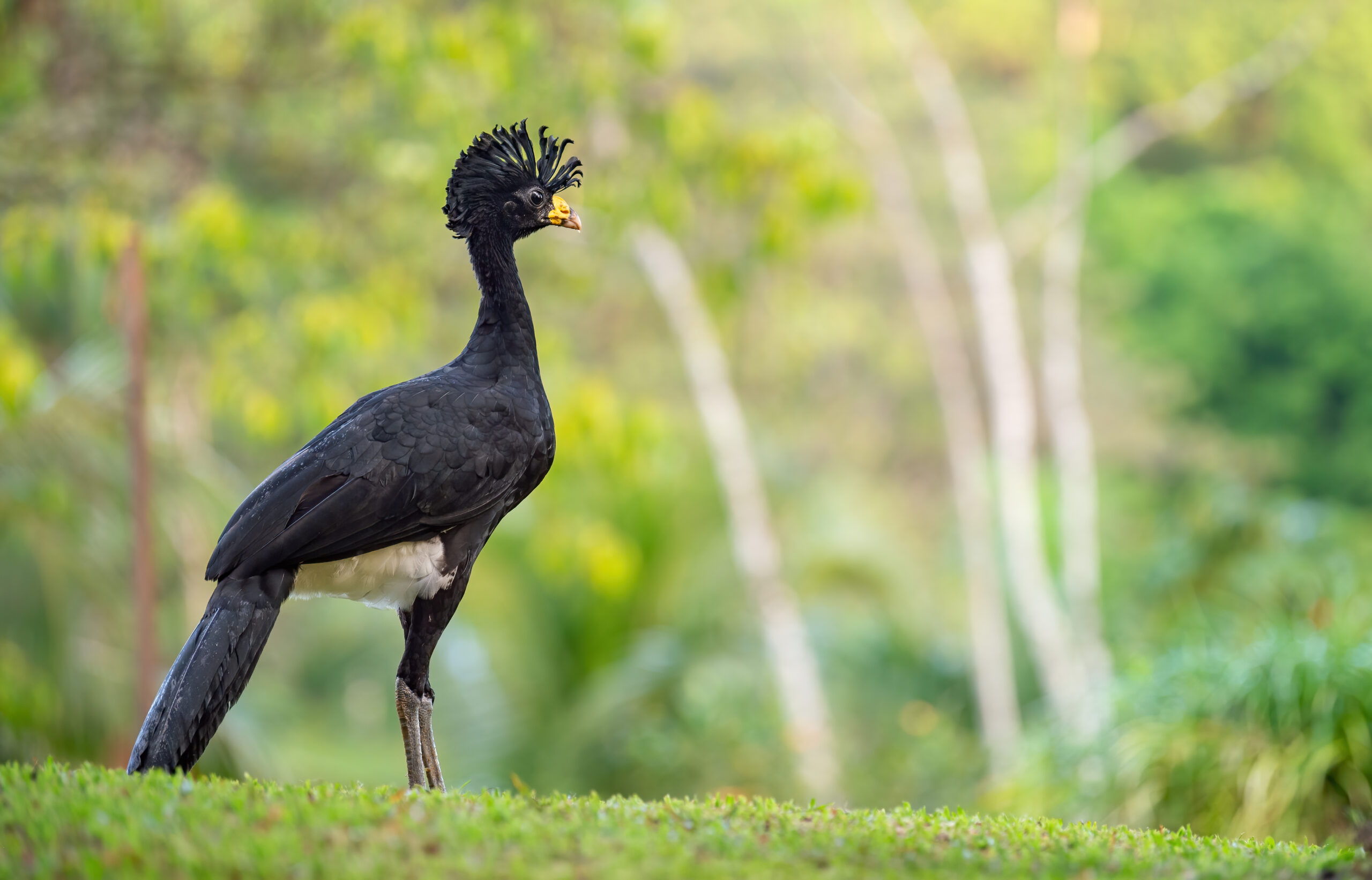 Great curassow (Crax rubra)