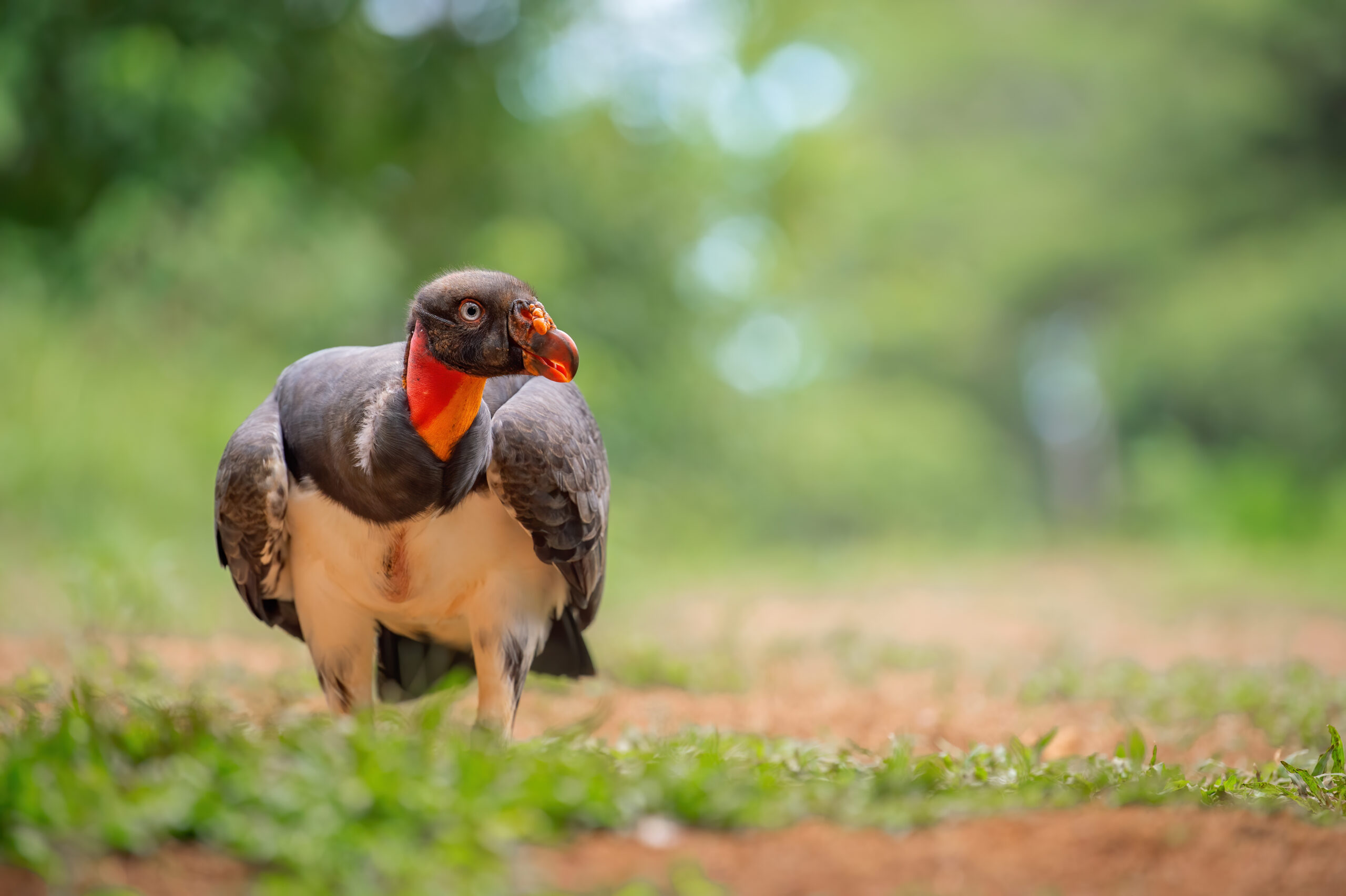 King vulture (Sarcoramphus papa)