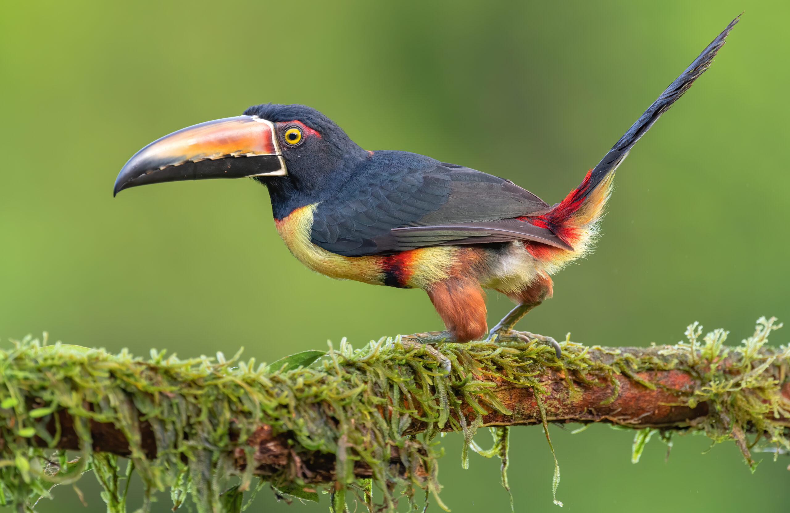 Collared aracari (Pteroglossus torquatus)