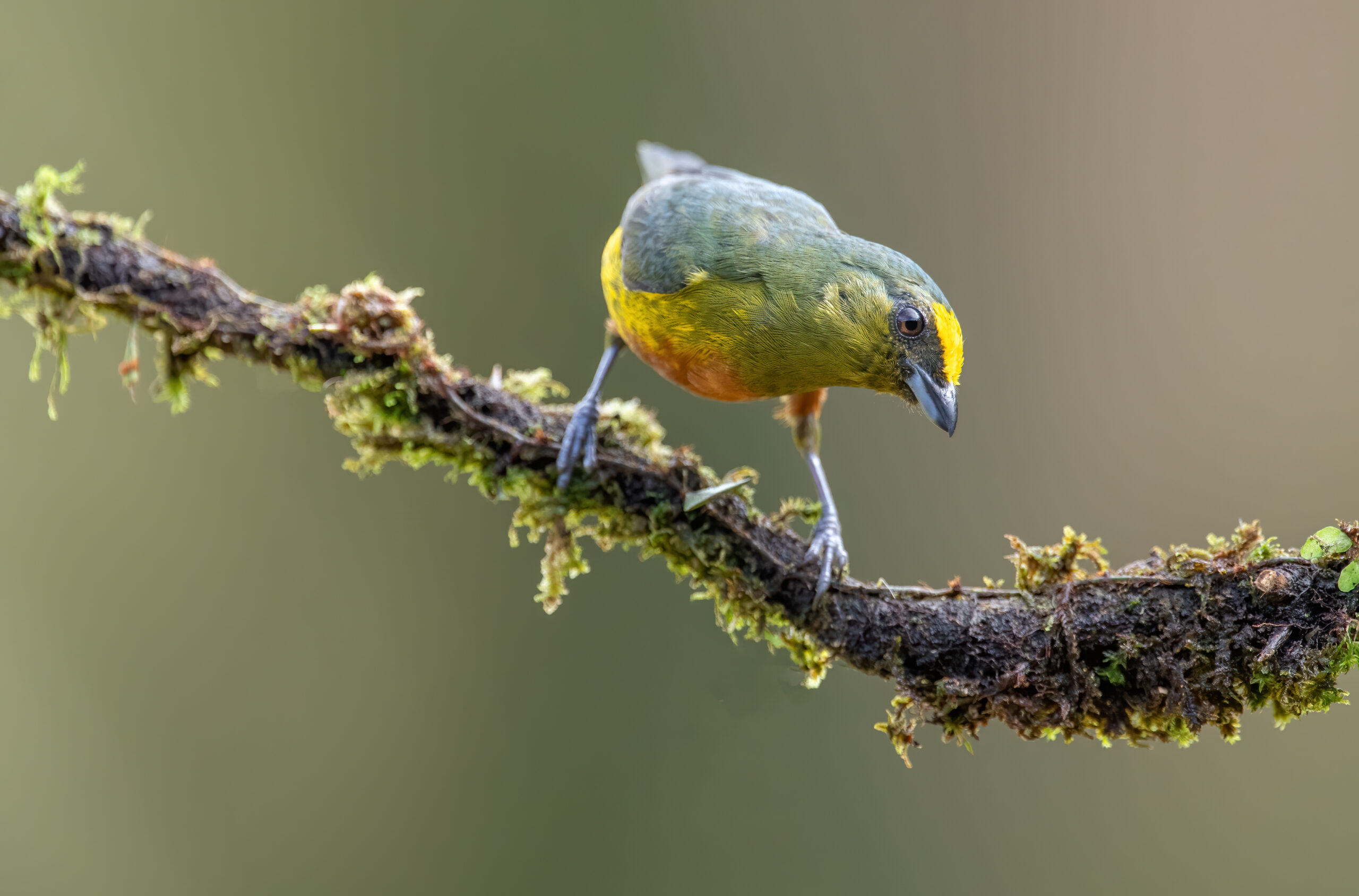 Olive-backed euphonia (Euphonia gouldi)